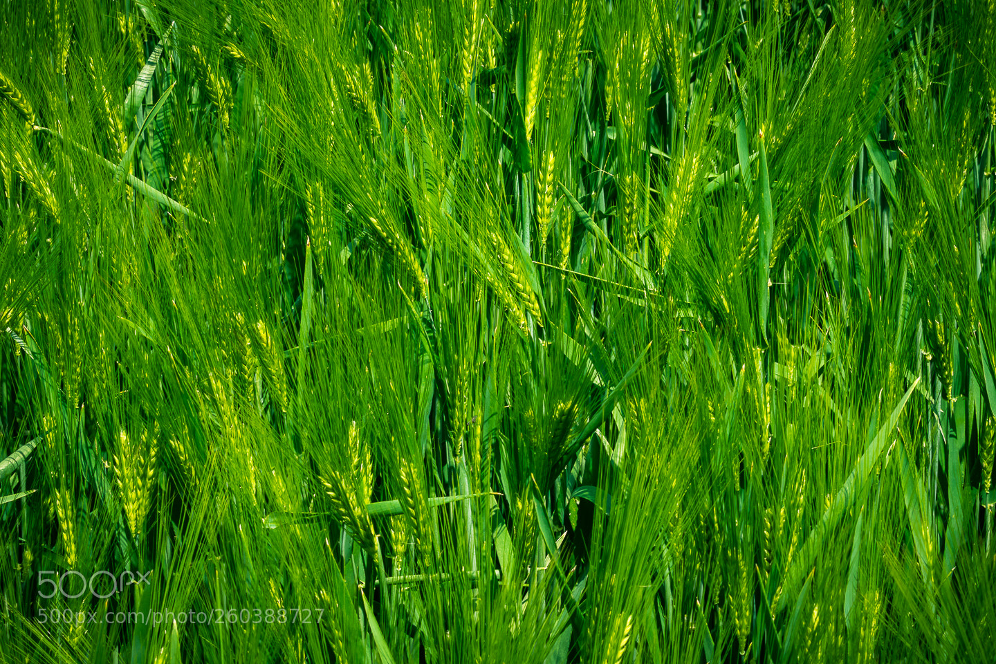 Canon EOS 7D Mark II sample photo. Close-up of barley photography