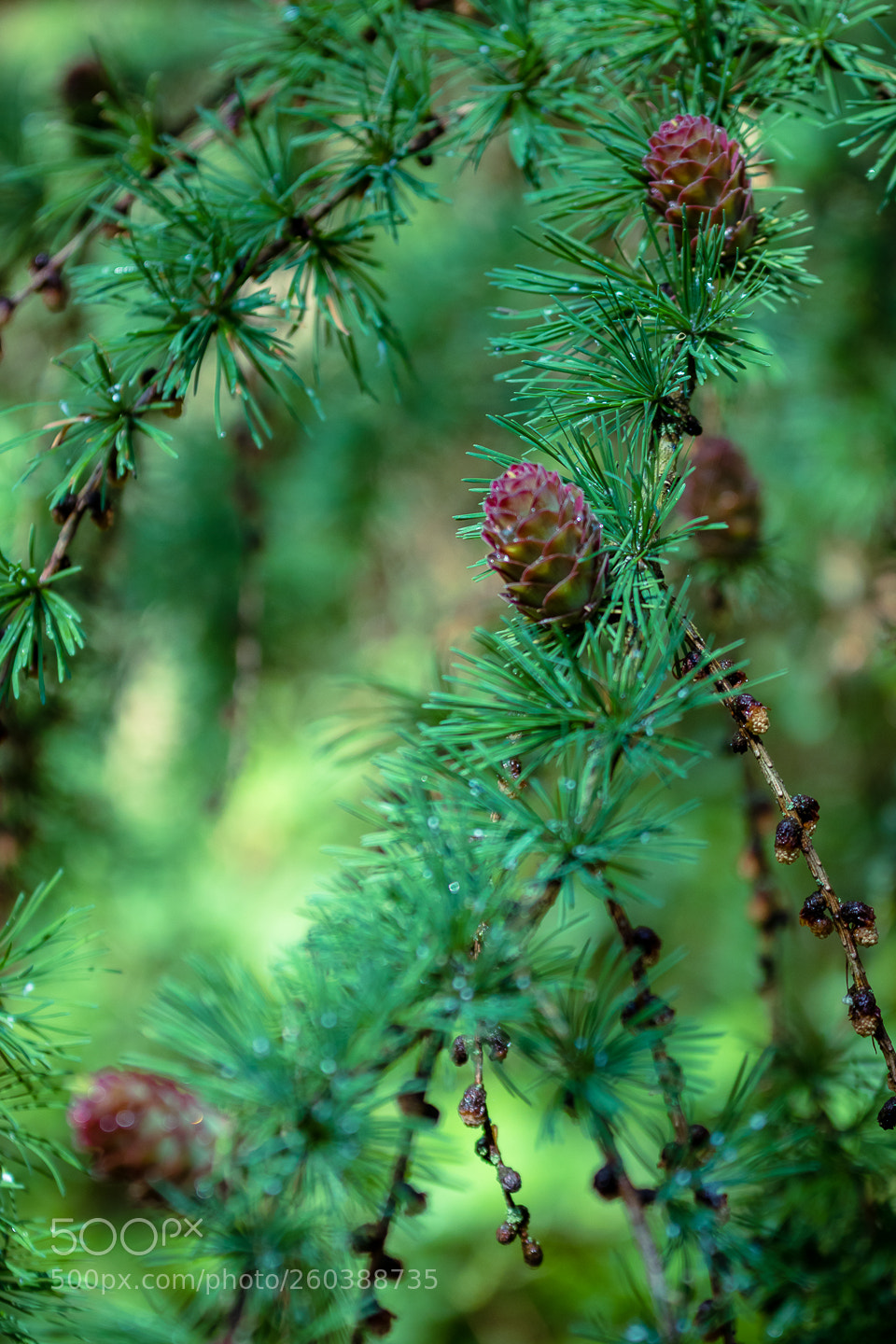 Canon EOS 7D Mark II sample photo. Close-up tree photography