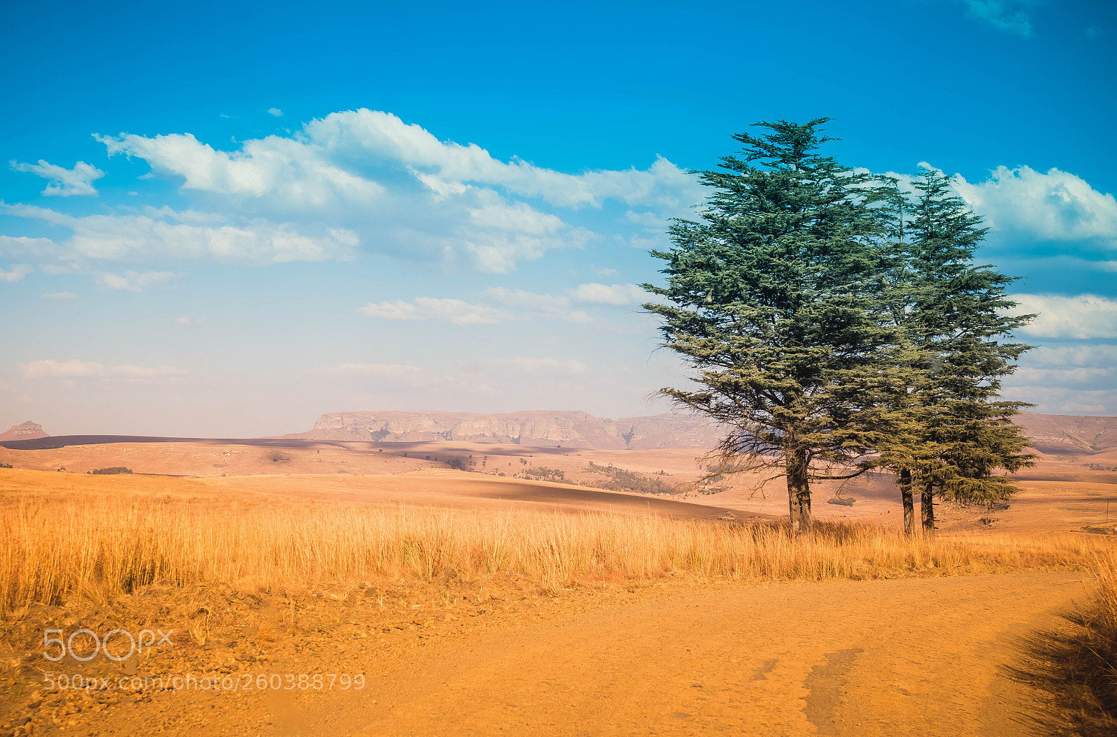 Canon EOS 7D Mark II sample photo. Wind swept photography