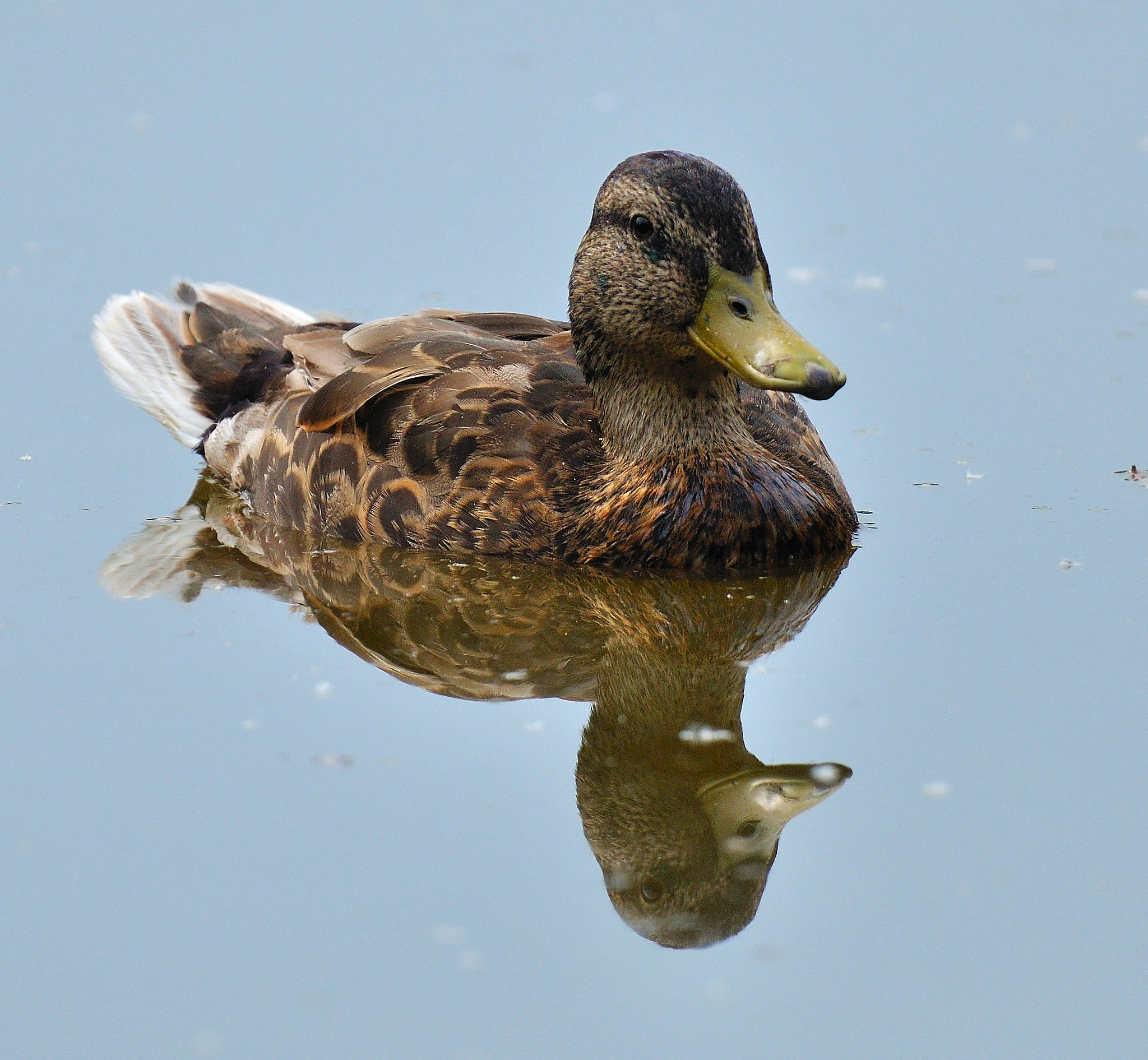 Nikon D90 sample photo. Reflection.duck in camargue. photography