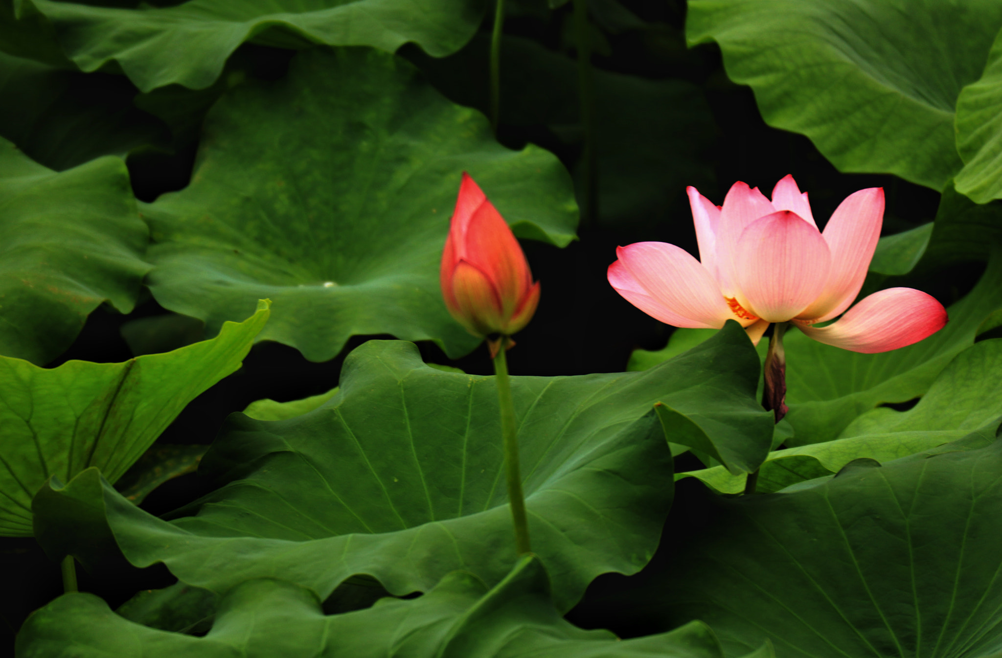Canon EOS M5 sample photo. Summer lotus photography