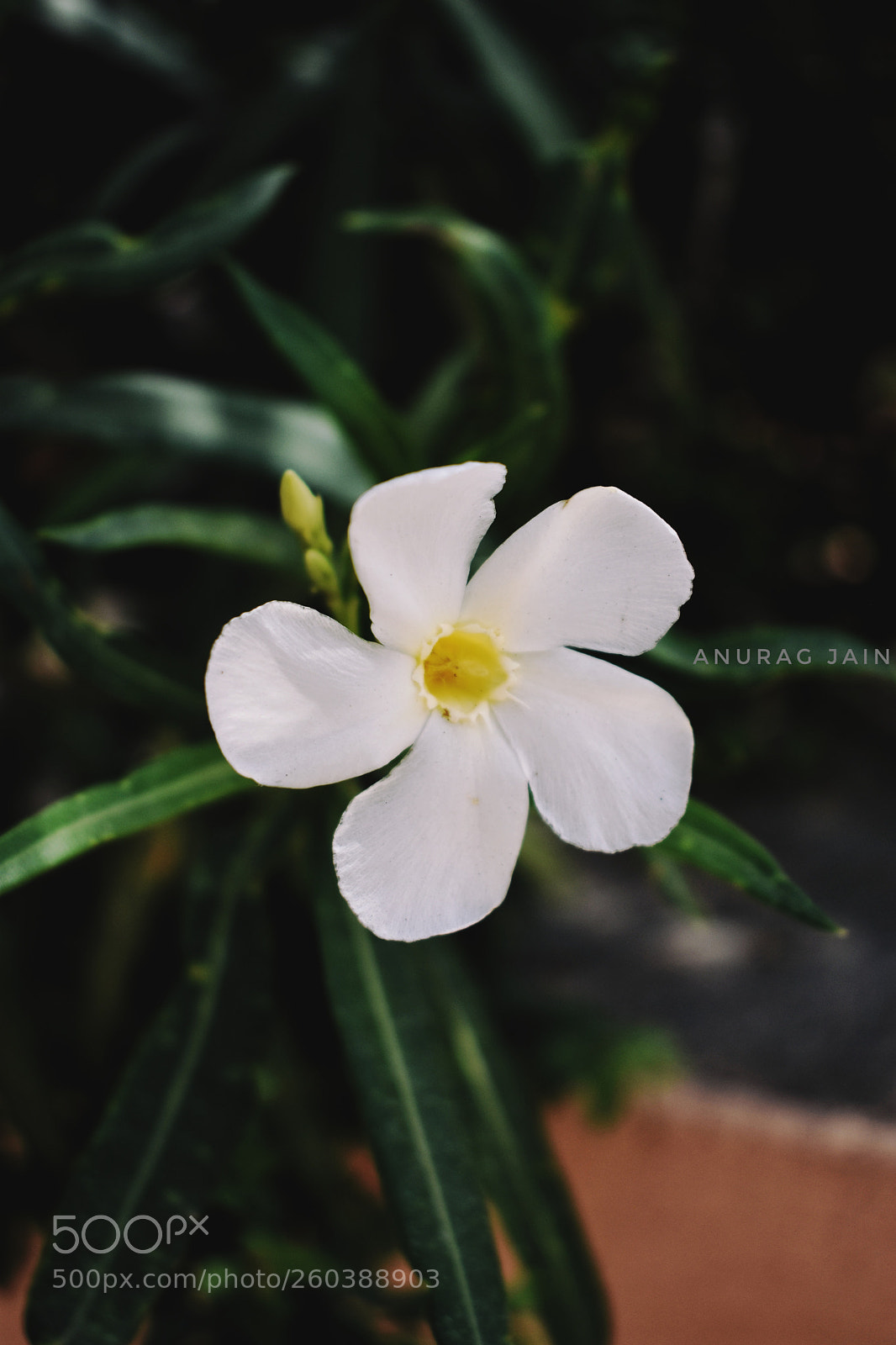 Nikon D3400 sample photo. Floral photography
