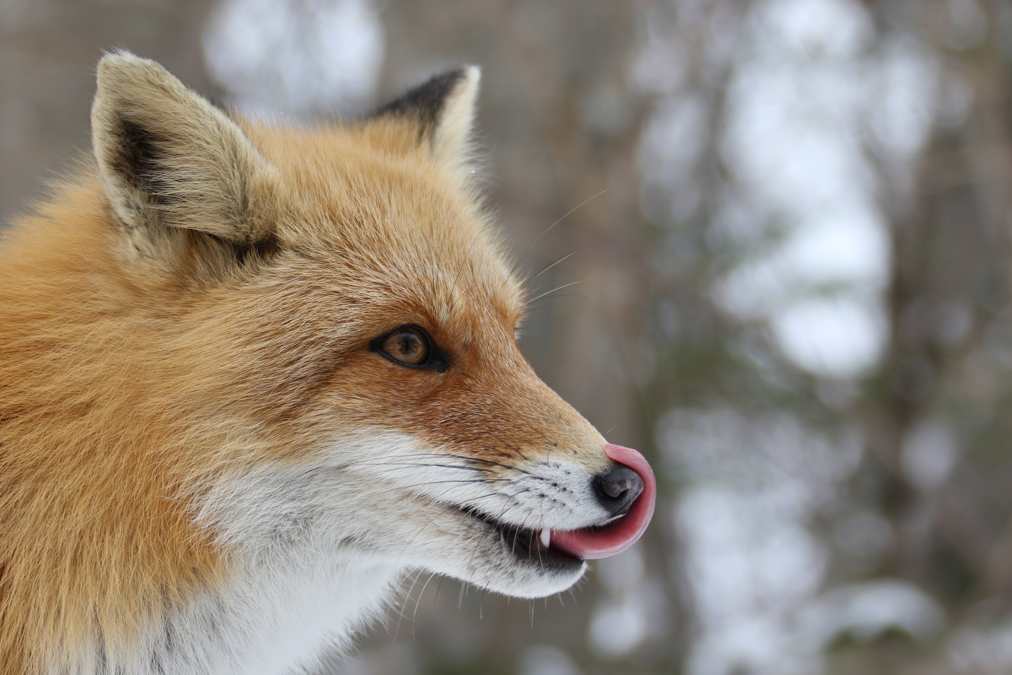 Canon EF 28-300mm F3.5-5.6L IS USM sample photo. Hum the mouse was very good photography