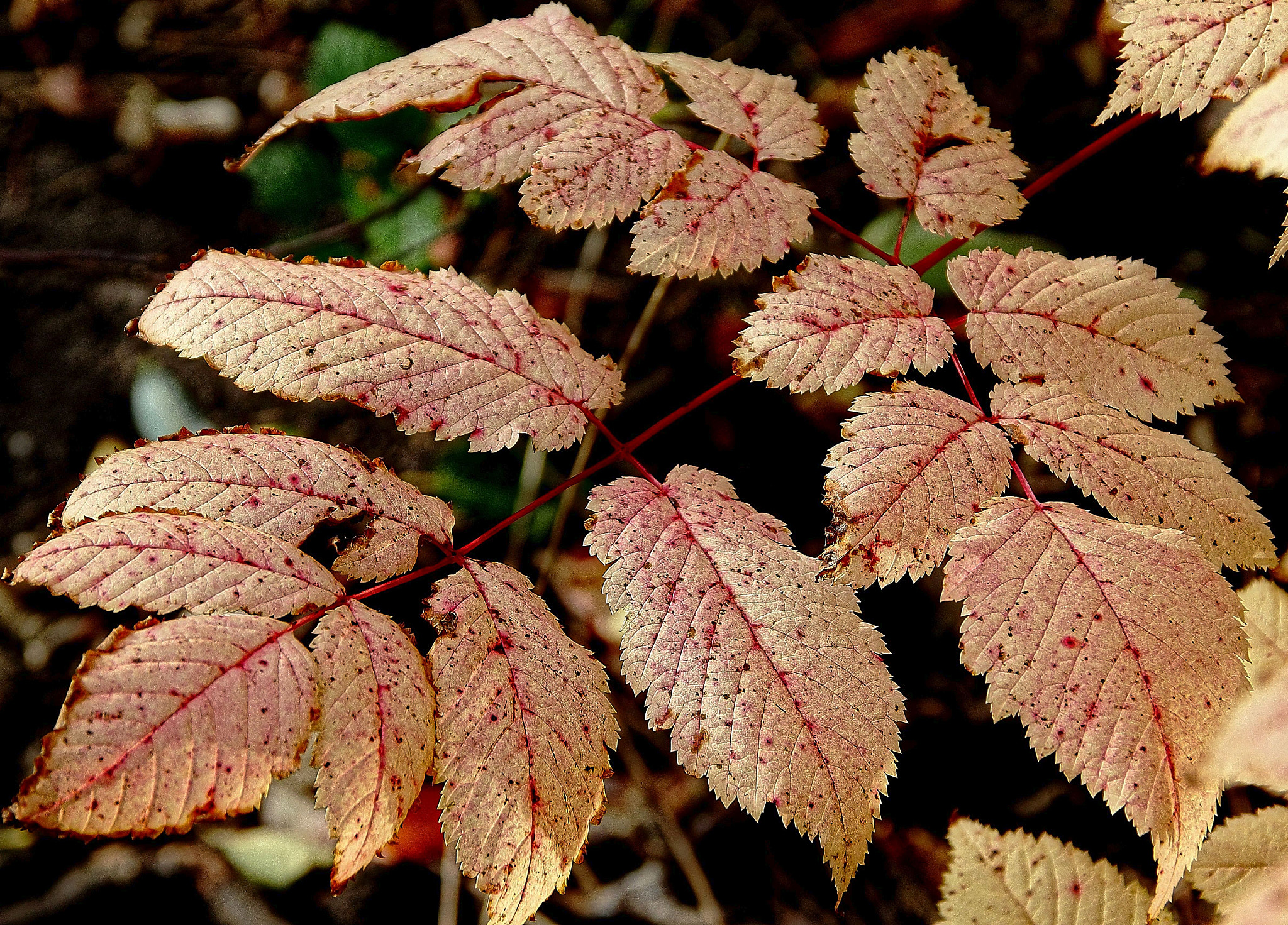 Canon EOS 550D (EOS Rebel T2i / EOS Kiss X4) sample photo. Blutige blatt photography