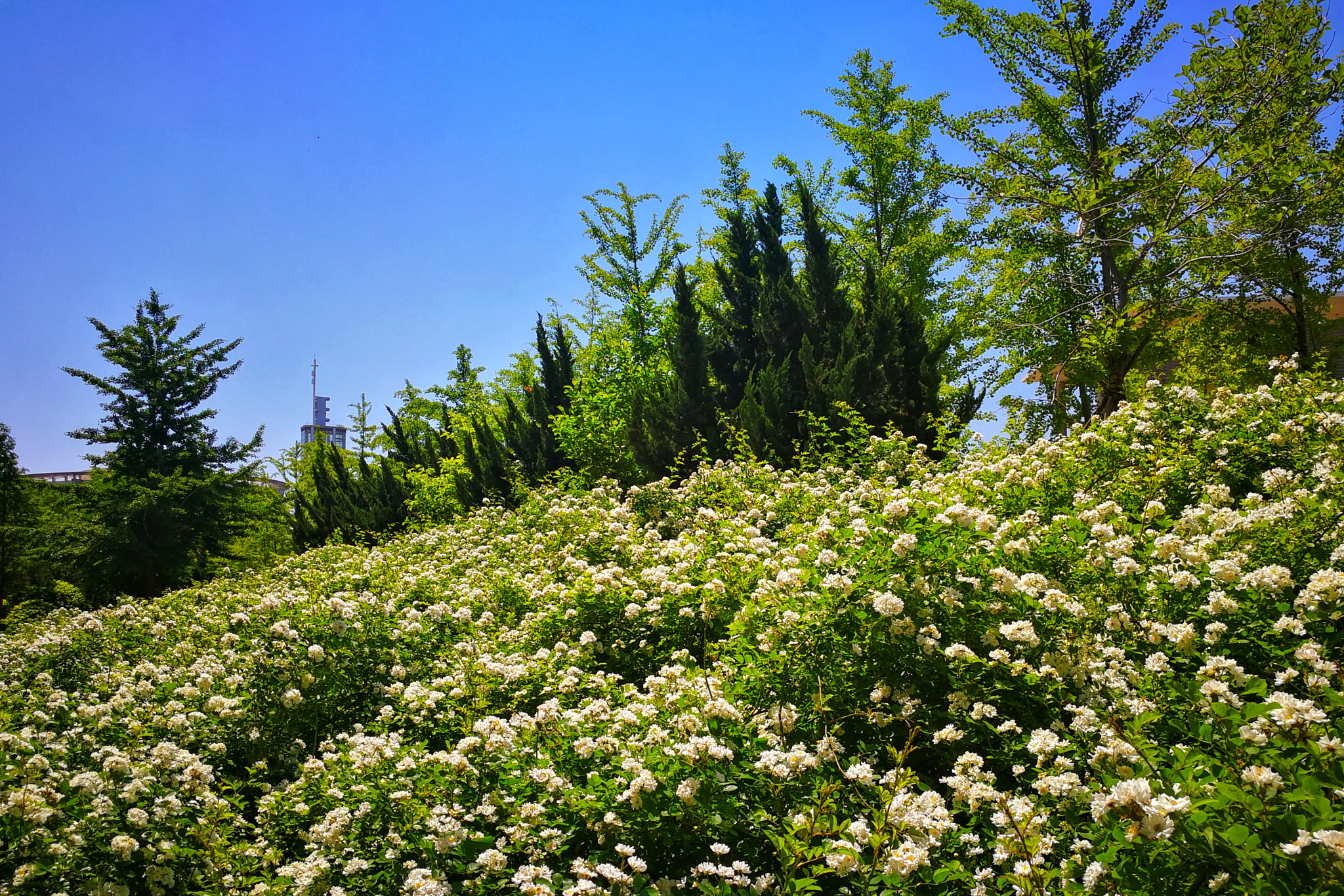 HUAWEI Mate 9 sample photo. 夏花 the flower of summer photography
