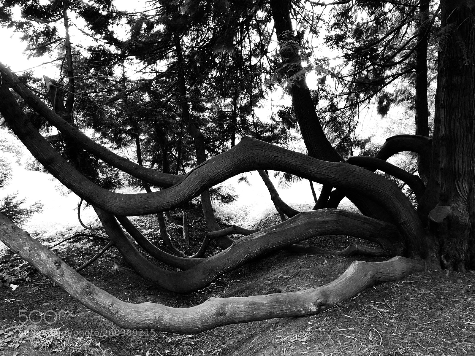 Apple iPhone X sample photo. Arboretum de lutte photography