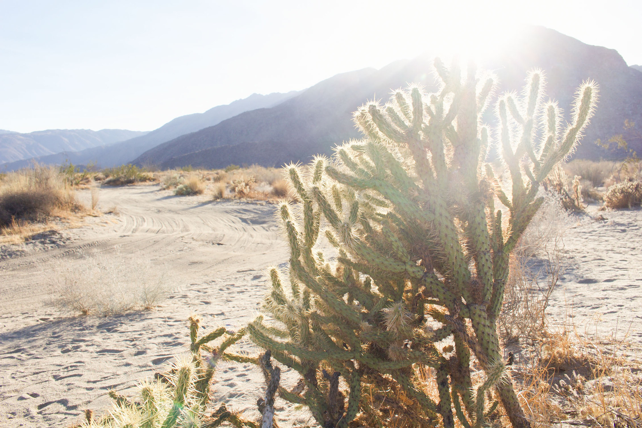 Canon EOS 100D (EOS Rebel SL1 / EOS Kiss X7) sample photo. Anza borego cactus photography