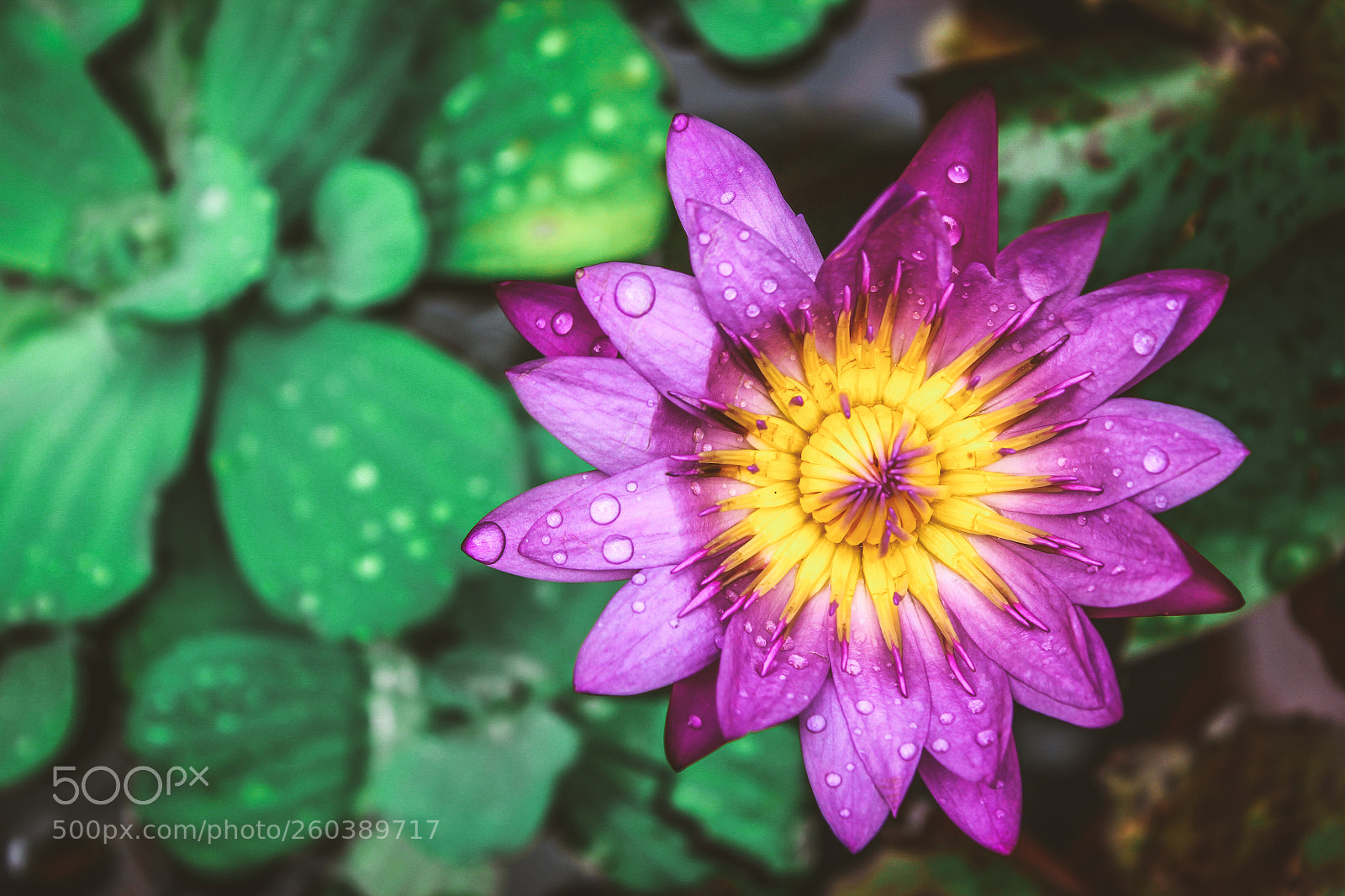 Canon EOS 550D (EOS Rebel T2i / EOS Kiss X4) sample photo. Beautiful purple lotus in photography