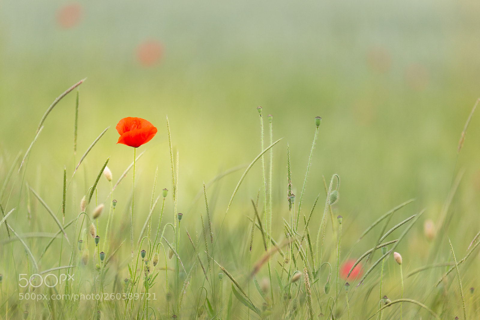 Canon EOS 6D sample photo. Coquelicot photography