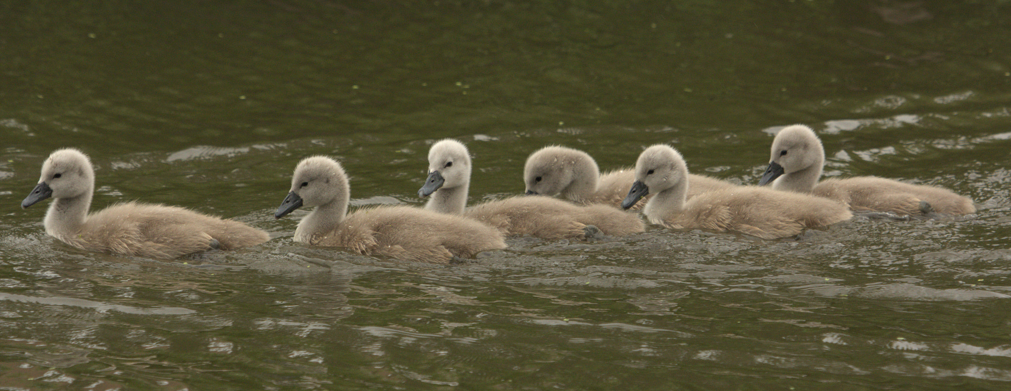 Canon EF 100-400mm F4.5-5.6L IS USM sample photo. Bevy of swanlings photography