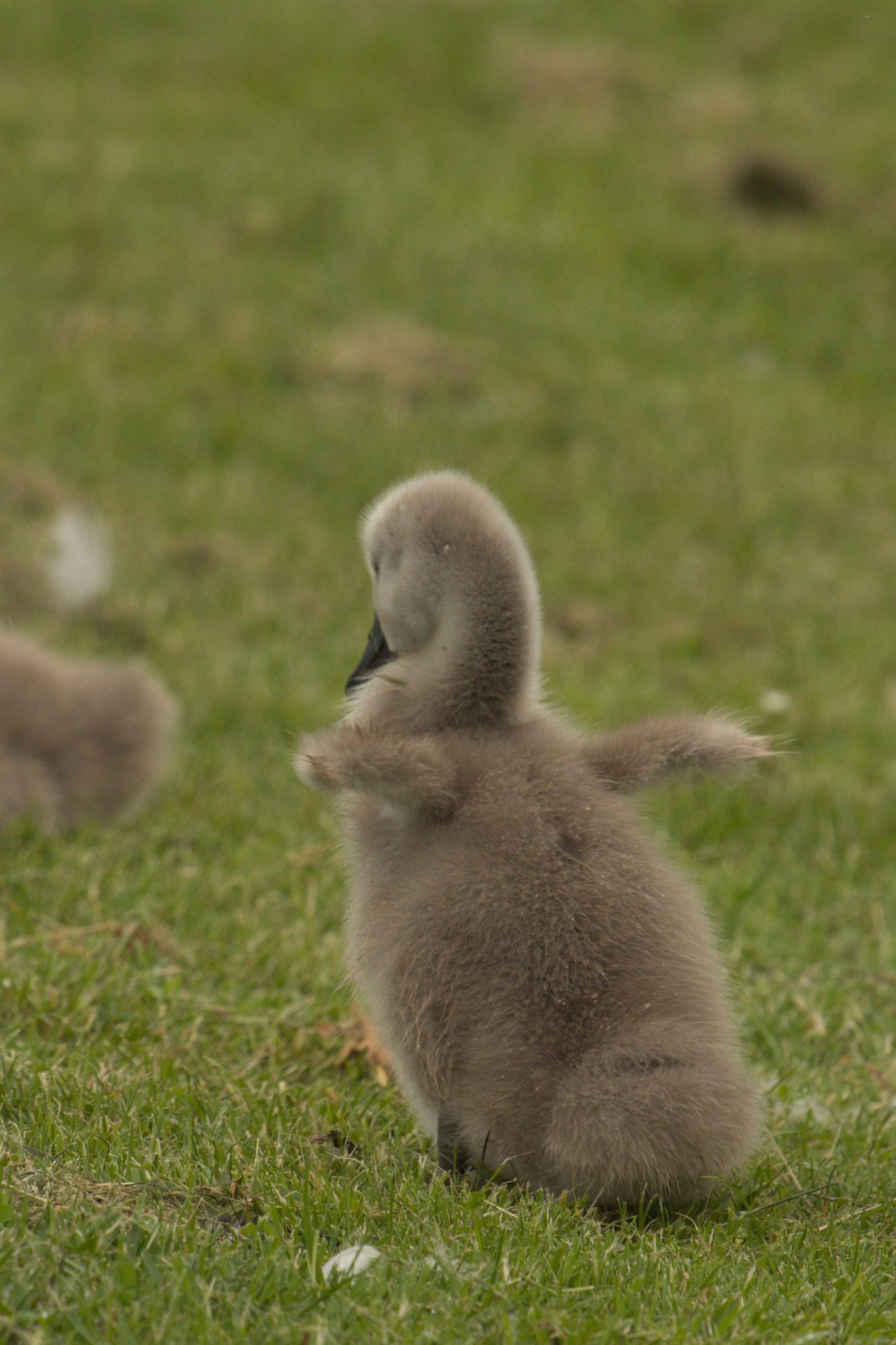 Canon EF 100-400mm F4.5-5.6L IS USM sample photo. "soon i'll be able to fly as well!" photography