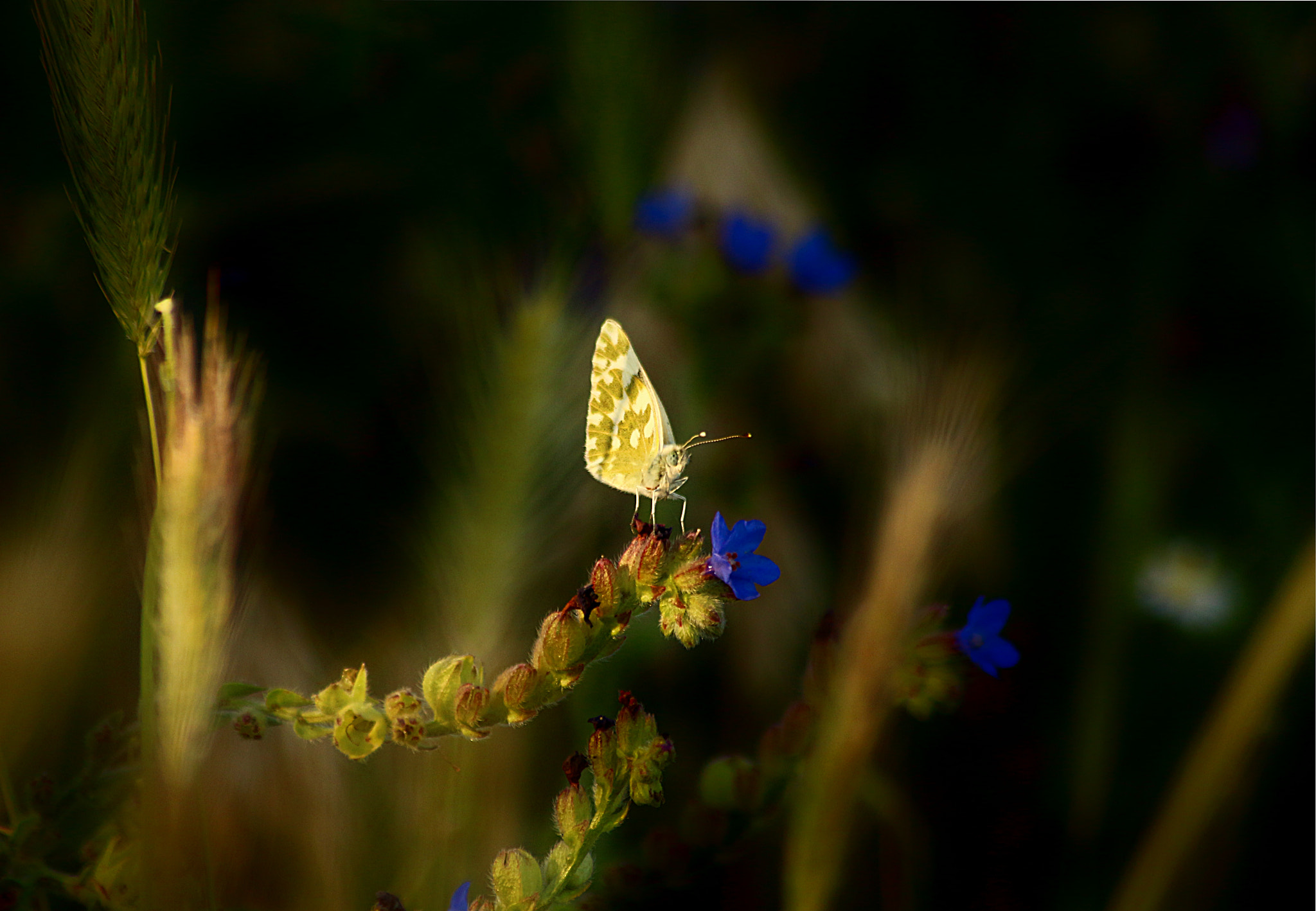 Canon EOS 700D (EOS Rebel T5i / EOS Kiss X7i) sample photo. Danubian mood photography