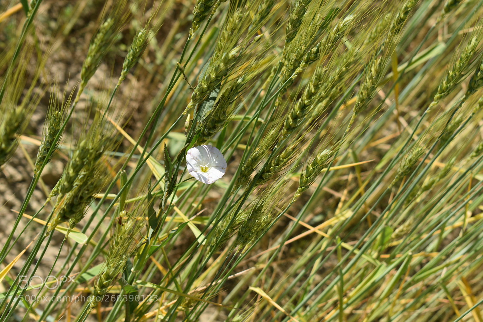 Nikon D3400 sample photo. Untitled photography
