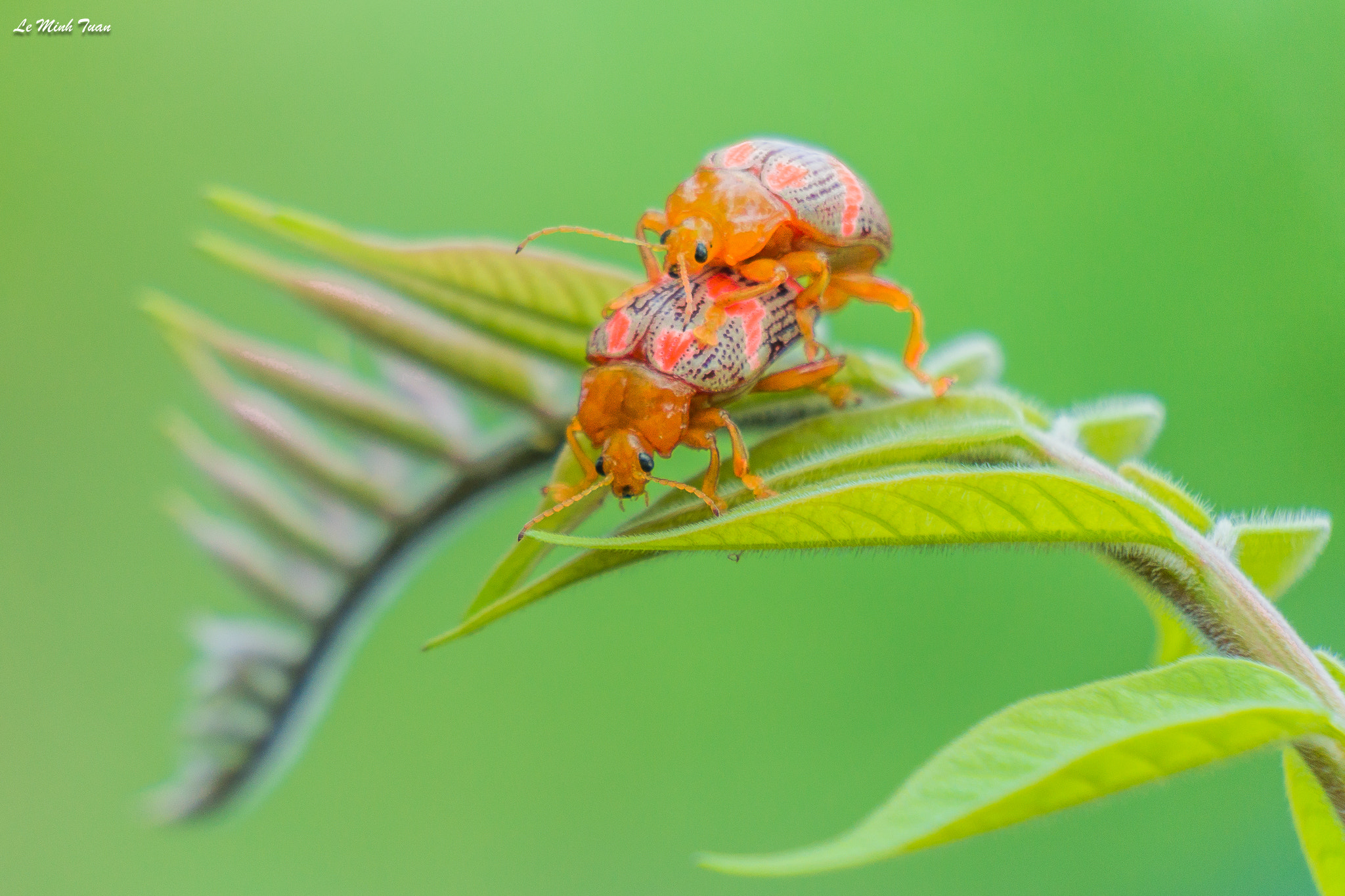 Sony Alpha NEX-7 sample photo. Beetles photography