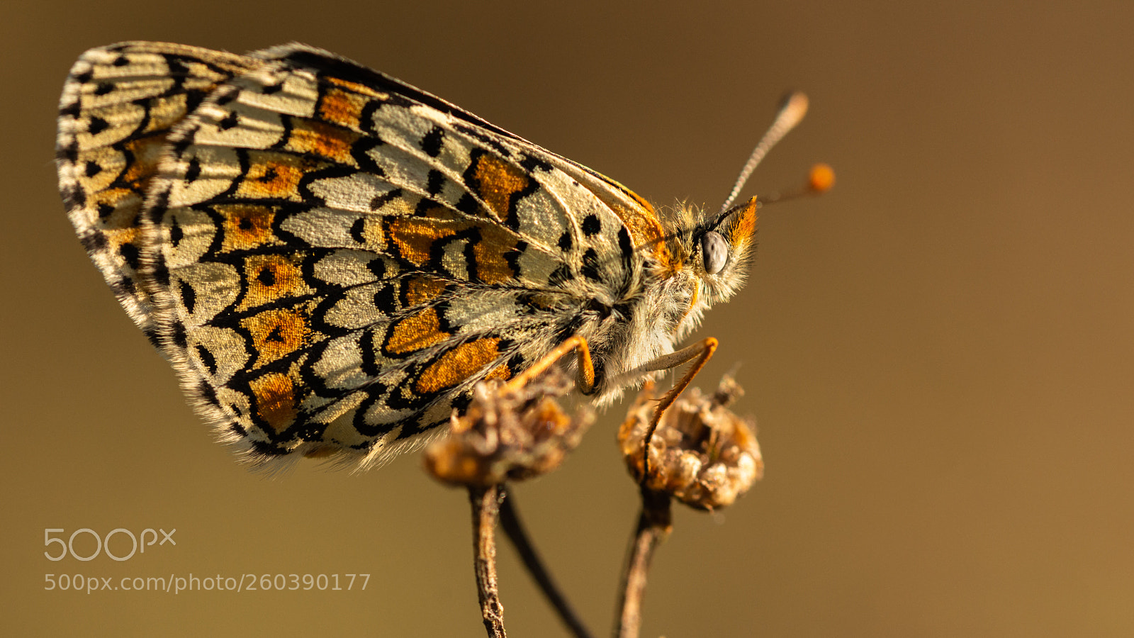 Nikon D7200 sample photo. Glanville fritillary profile photography