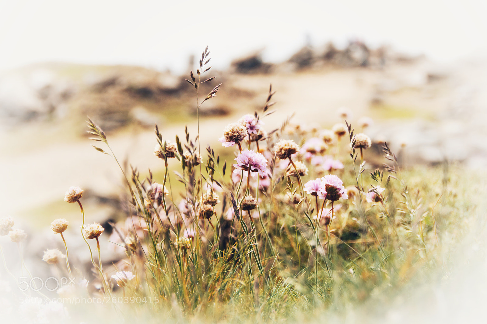 Canon EOS 80D sample photo. Spring bloom photography
