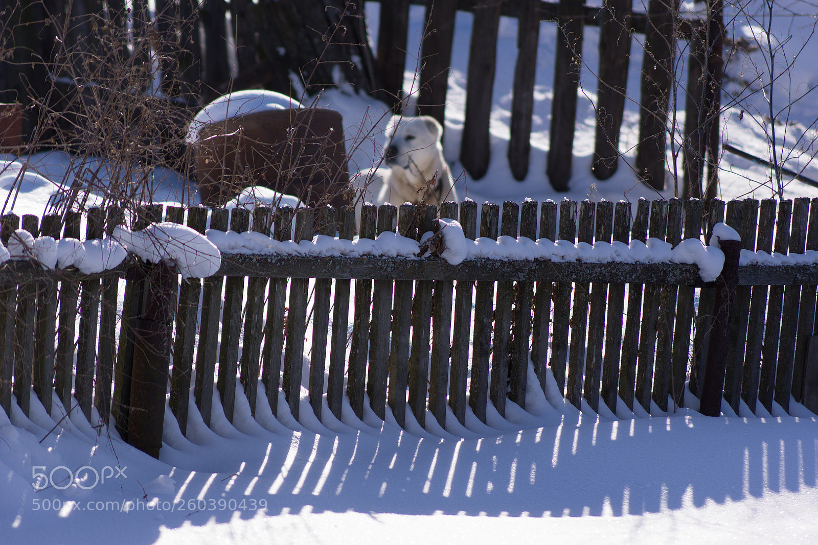 Sony SLT-A77 sample photo. копия photography