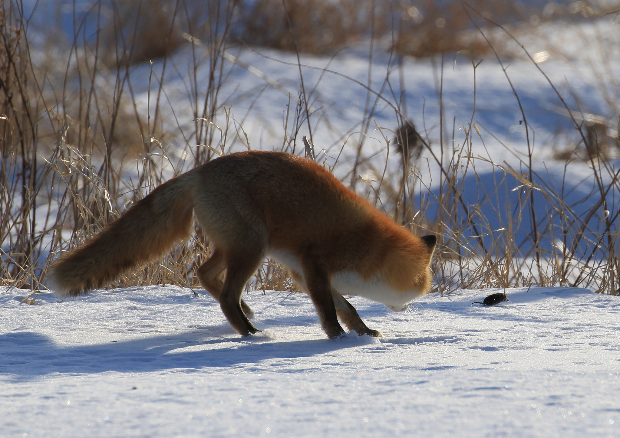 Canon EOS 7D + Canon EF 100-400mm F4.5-5.6L IS II USM sample photo. Fox and mouse photography