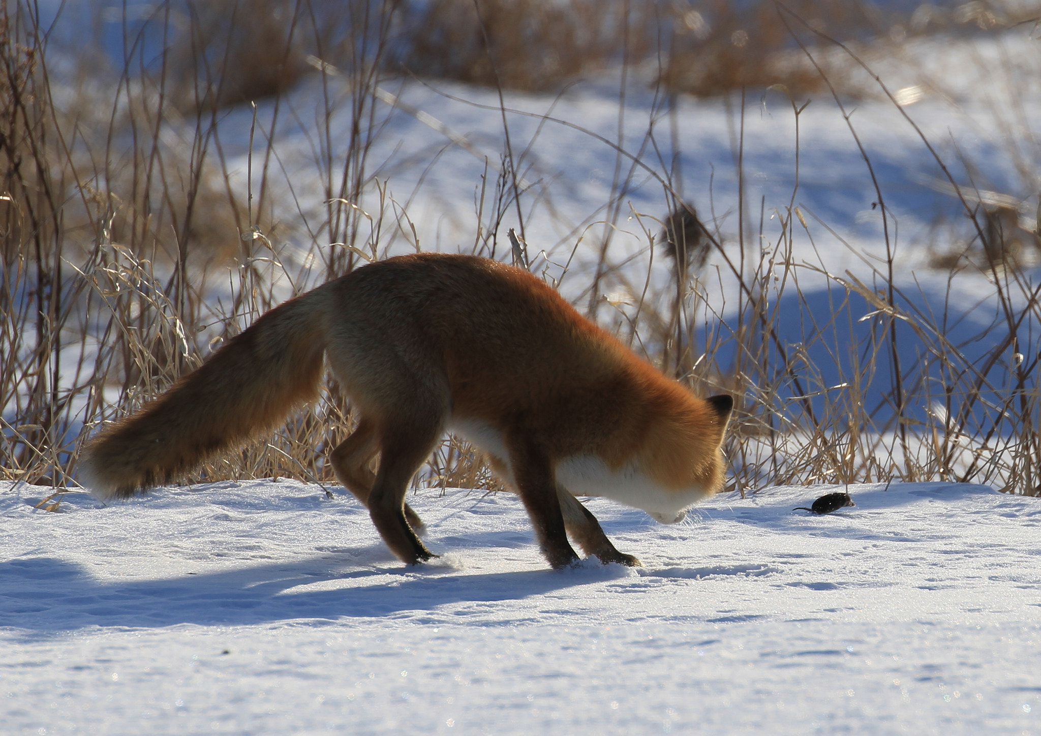 Canon EOS 7D sample photo. Fox and mouse photography