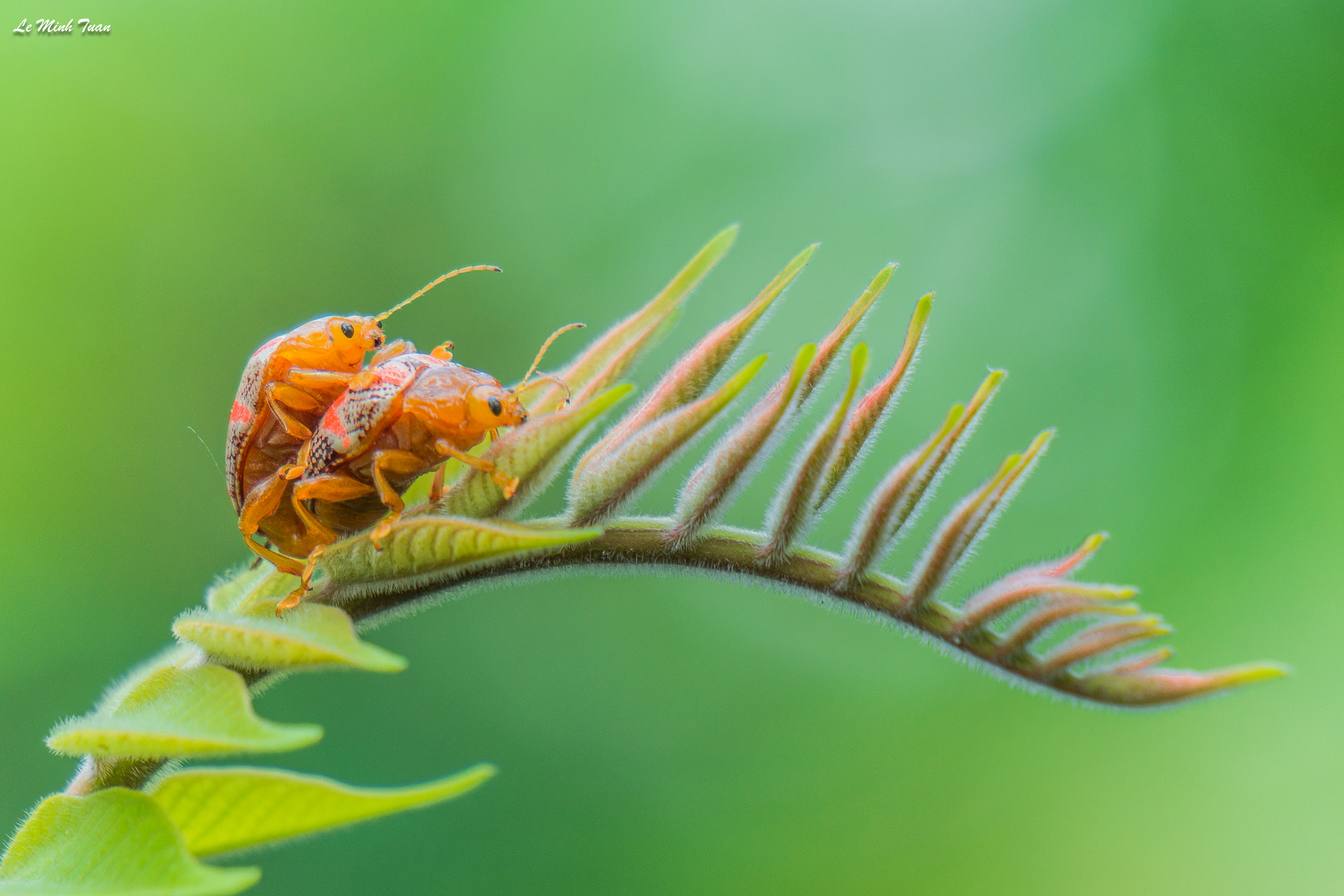 Sony Alpha NEX-7 sample photo. Beetles photography
