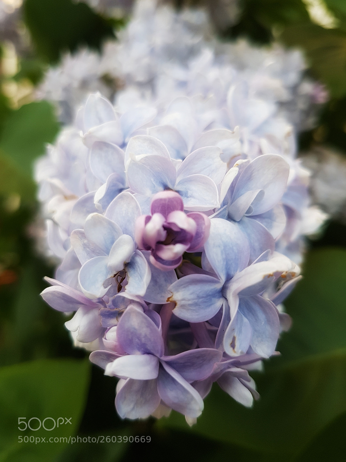 Samsung Galaxy S7 Edge sample photo. Blossom photography