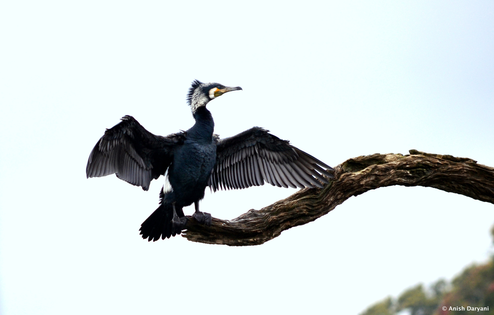 Nikon D5100 sample photo. Free hugs... anyone? photography