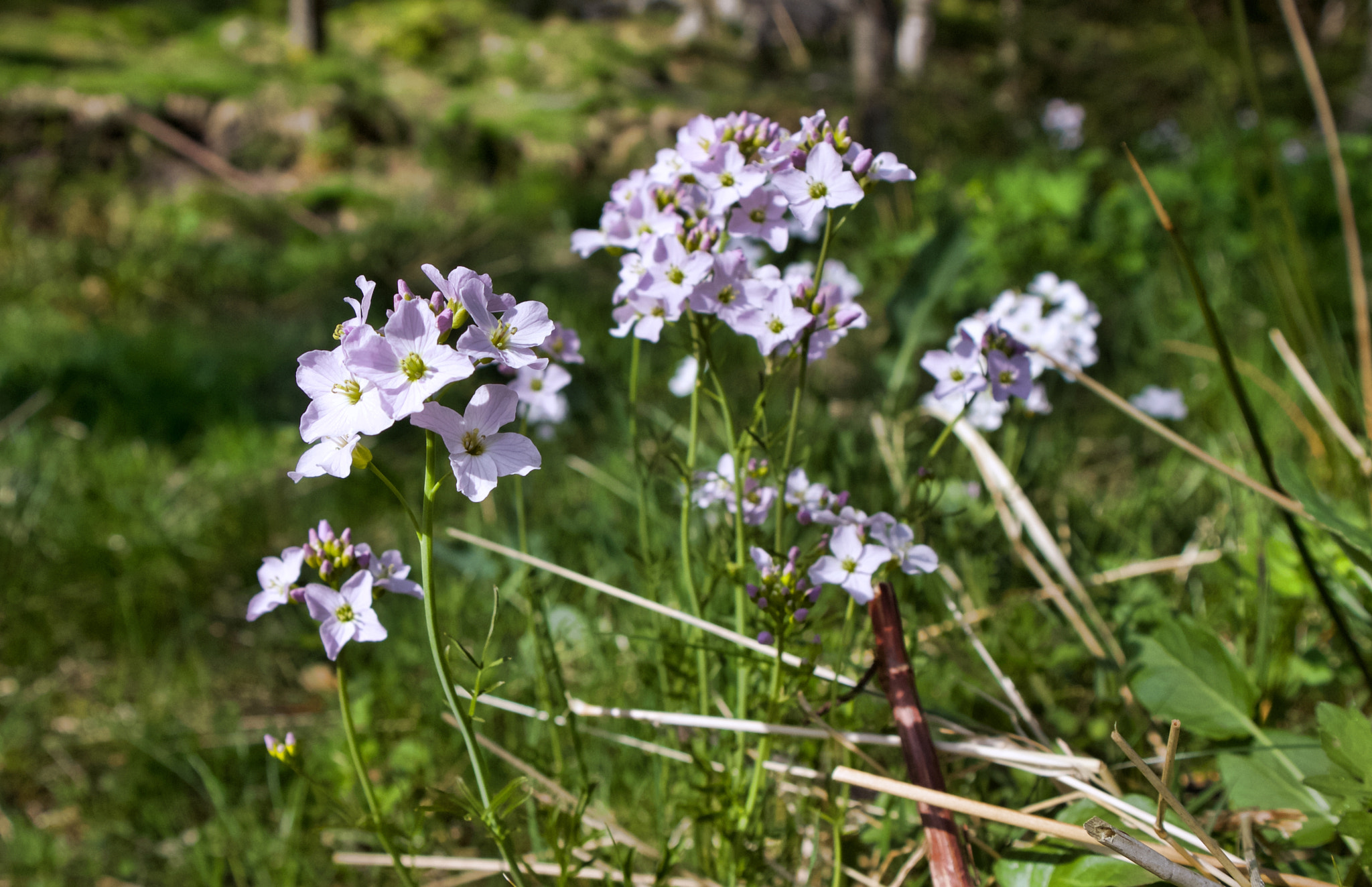 Canon EOS M10 sample photo. Blossom photography