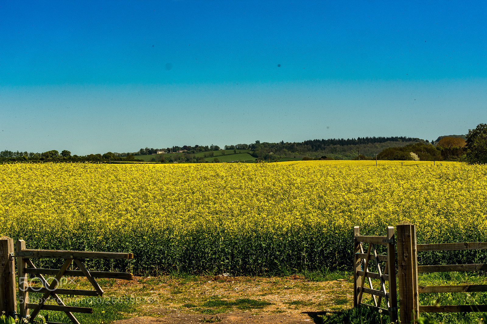 Nikon D7200 sample photo. When nature blooms... photography