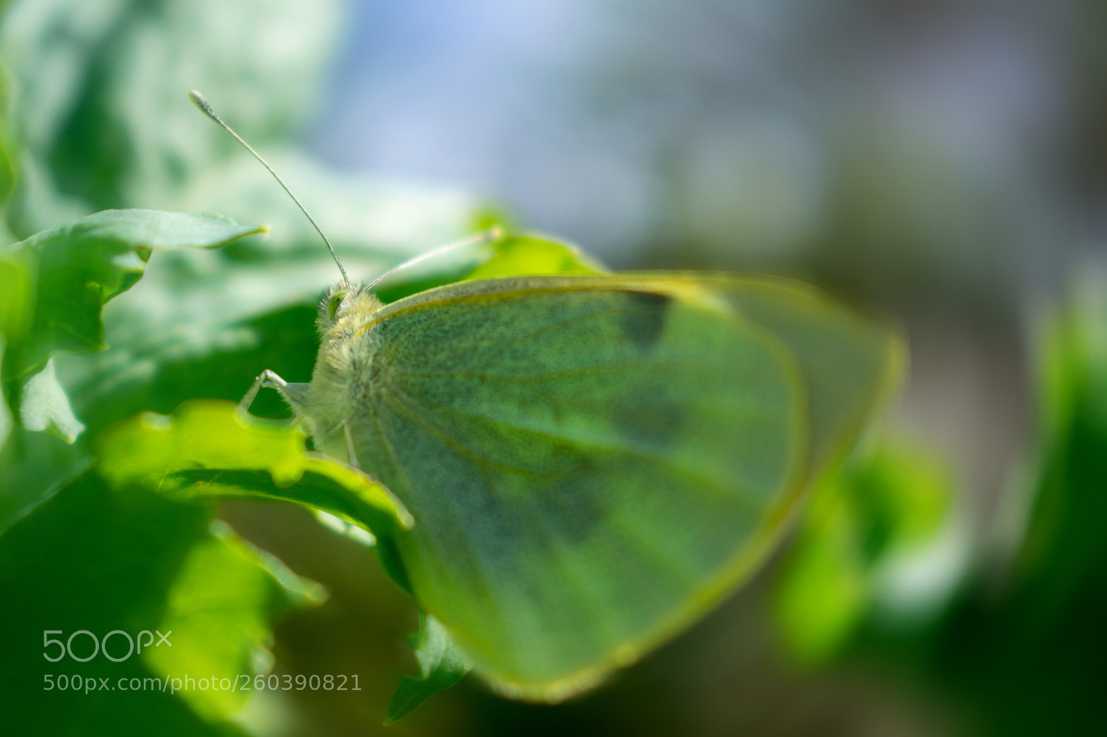 Nikon D3400 sample photo. Butterfly photography