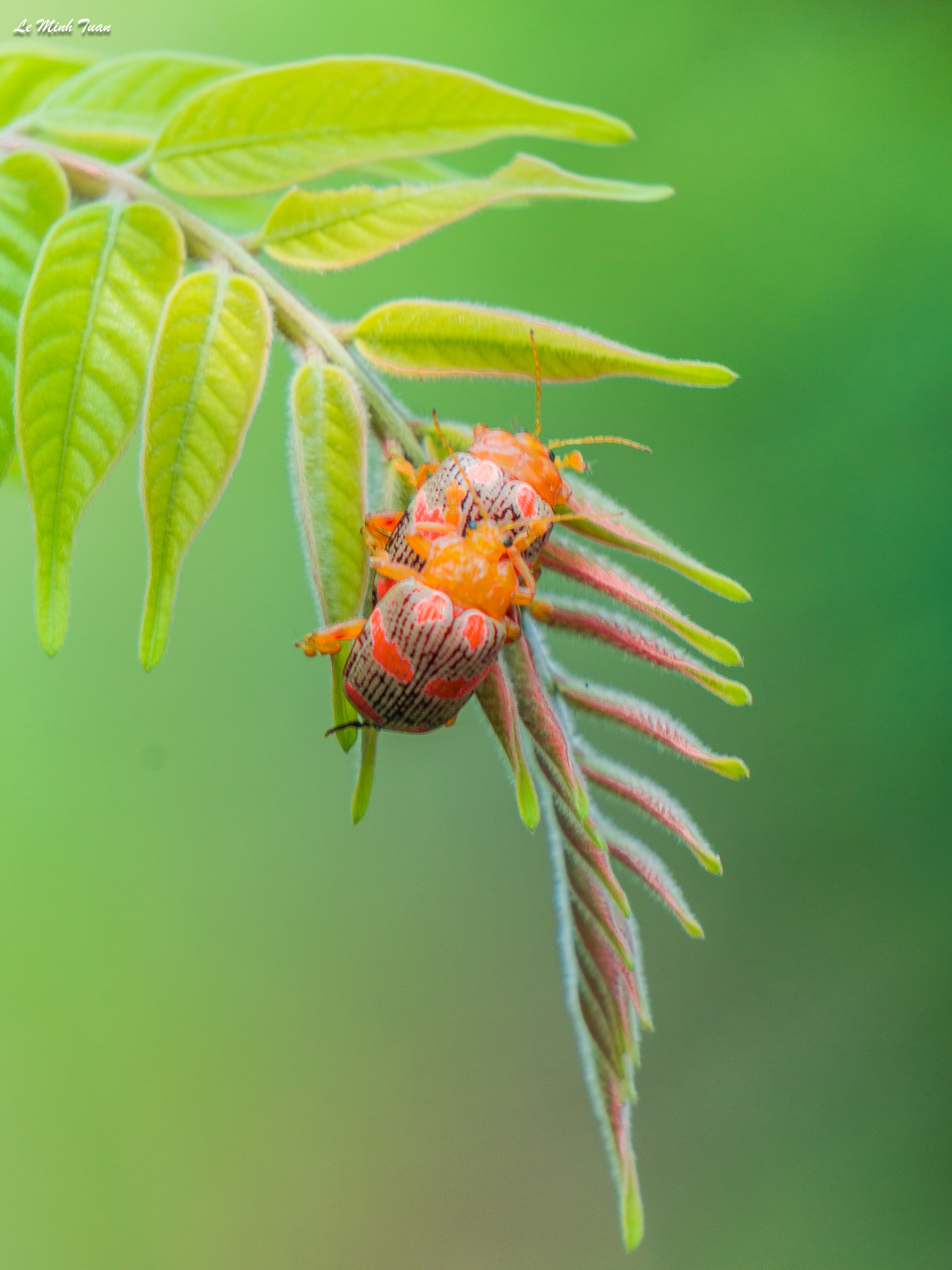 Sony Alpha NEX-7 sample photo. Beetles photography