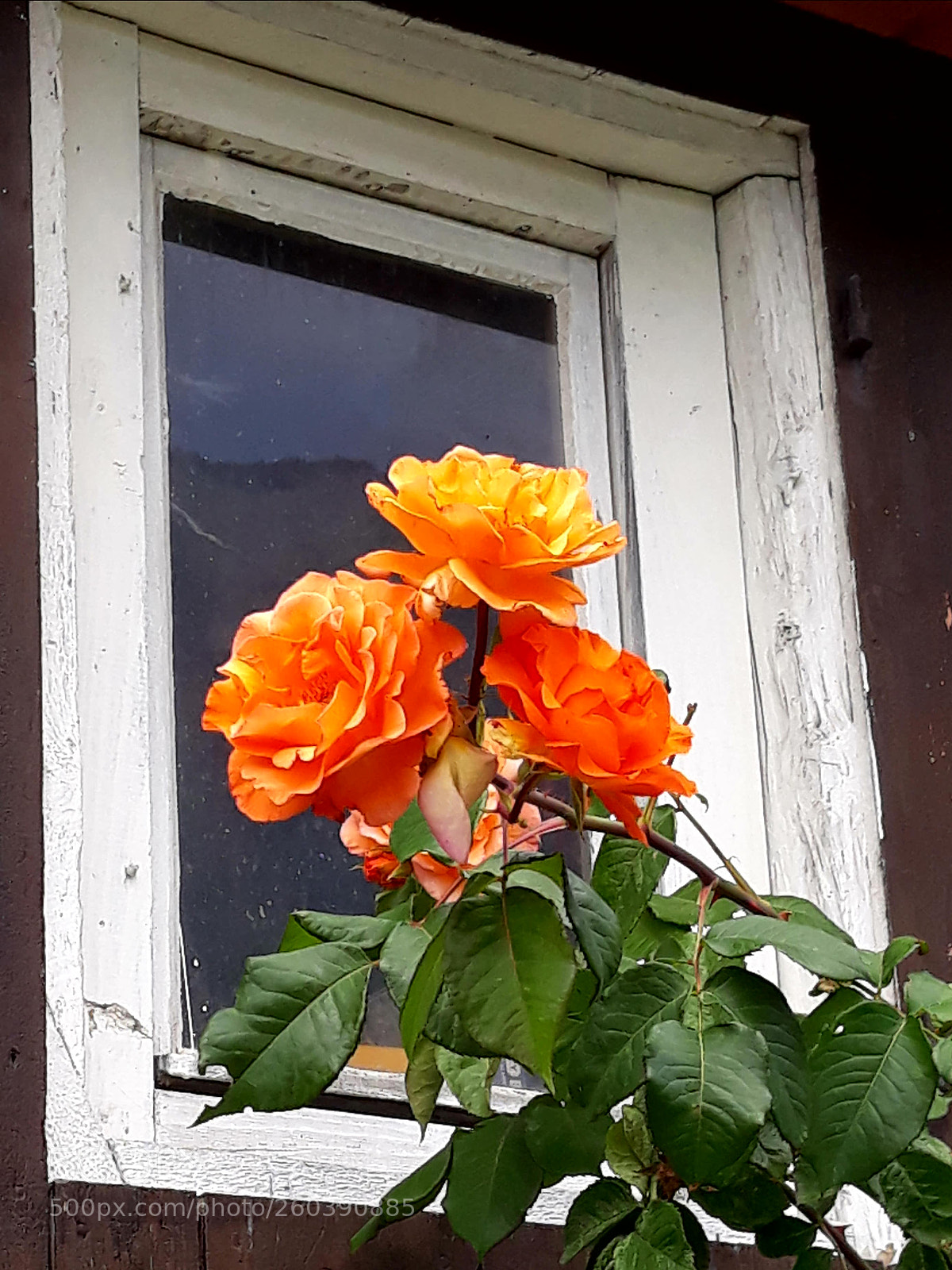 Samsung Galaxy J5 sample photo. Rosen vor altem fenster photography