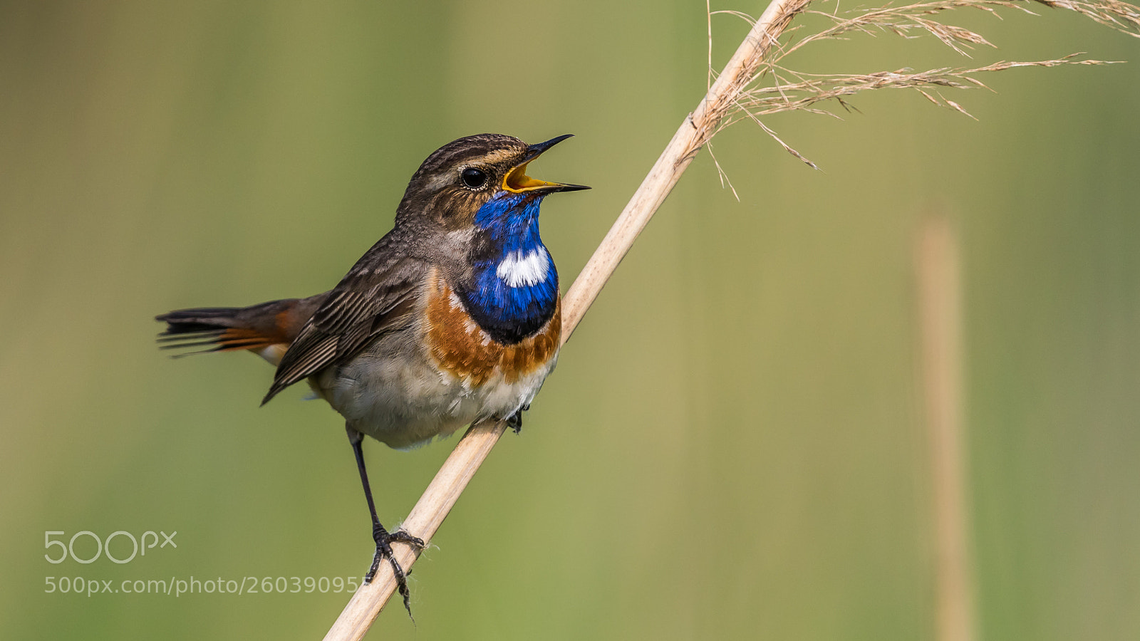 Canon EOS 7D Mark II sample photo. Bluethroat photography