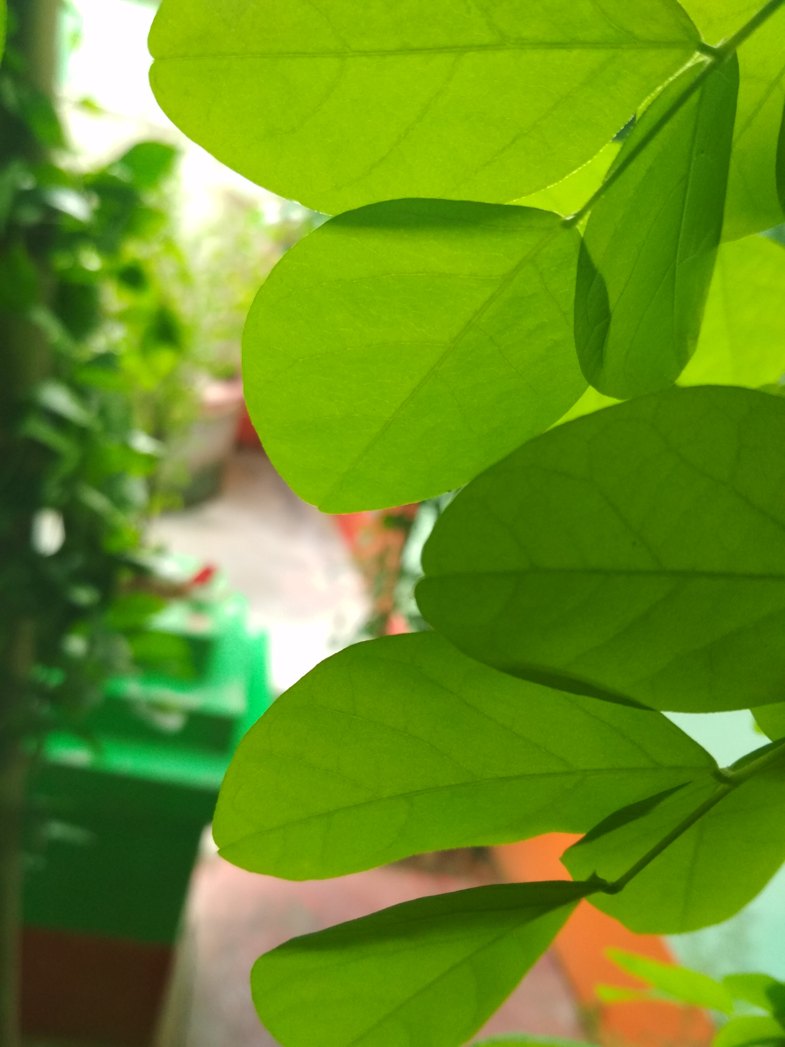 Xiaomi Redmi 4 Pro sample photo. Leaves has its own beauty. photography