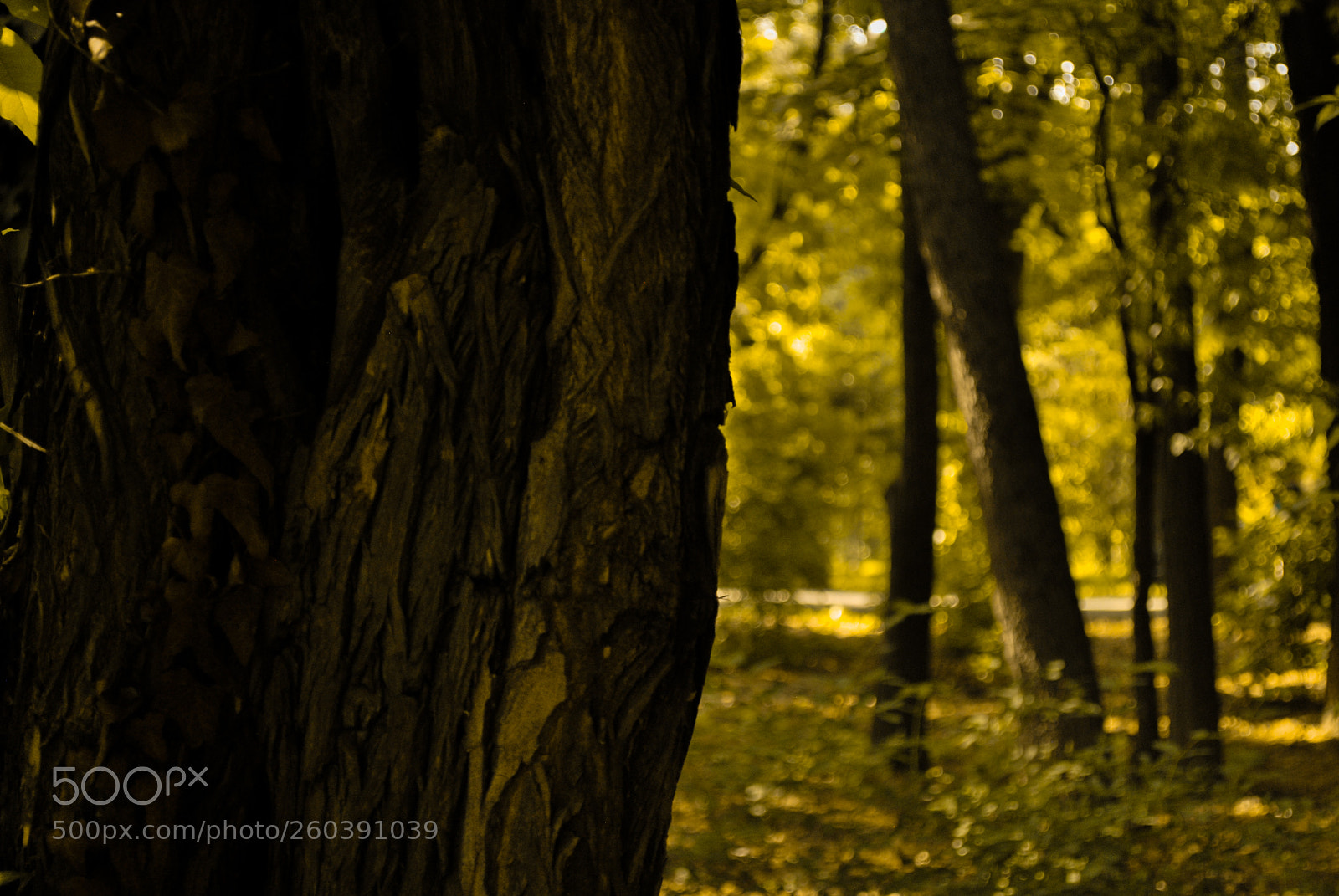Nikon D60 sample photo. Walk with me photography