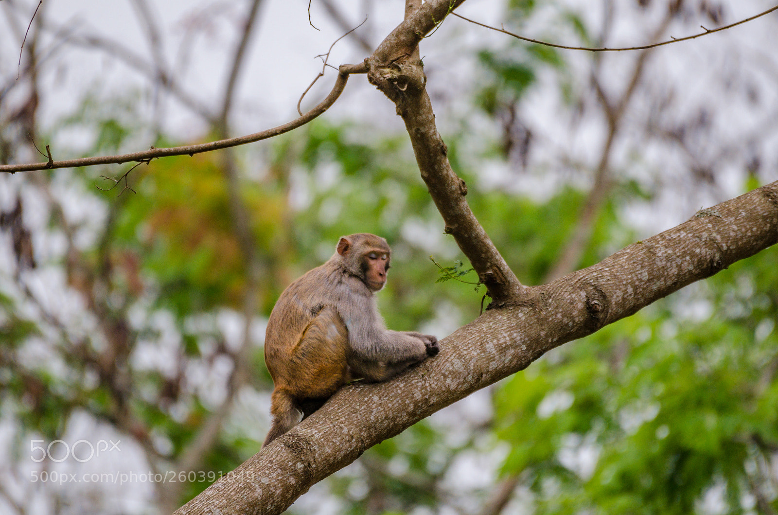 Nikon D7000 sample photo. Sleepy! photography