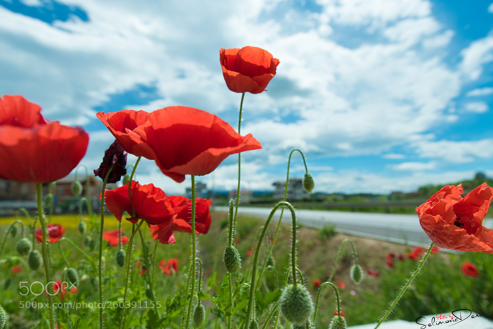 Nikon D750 sample photo. Makovi u borbi s photography
