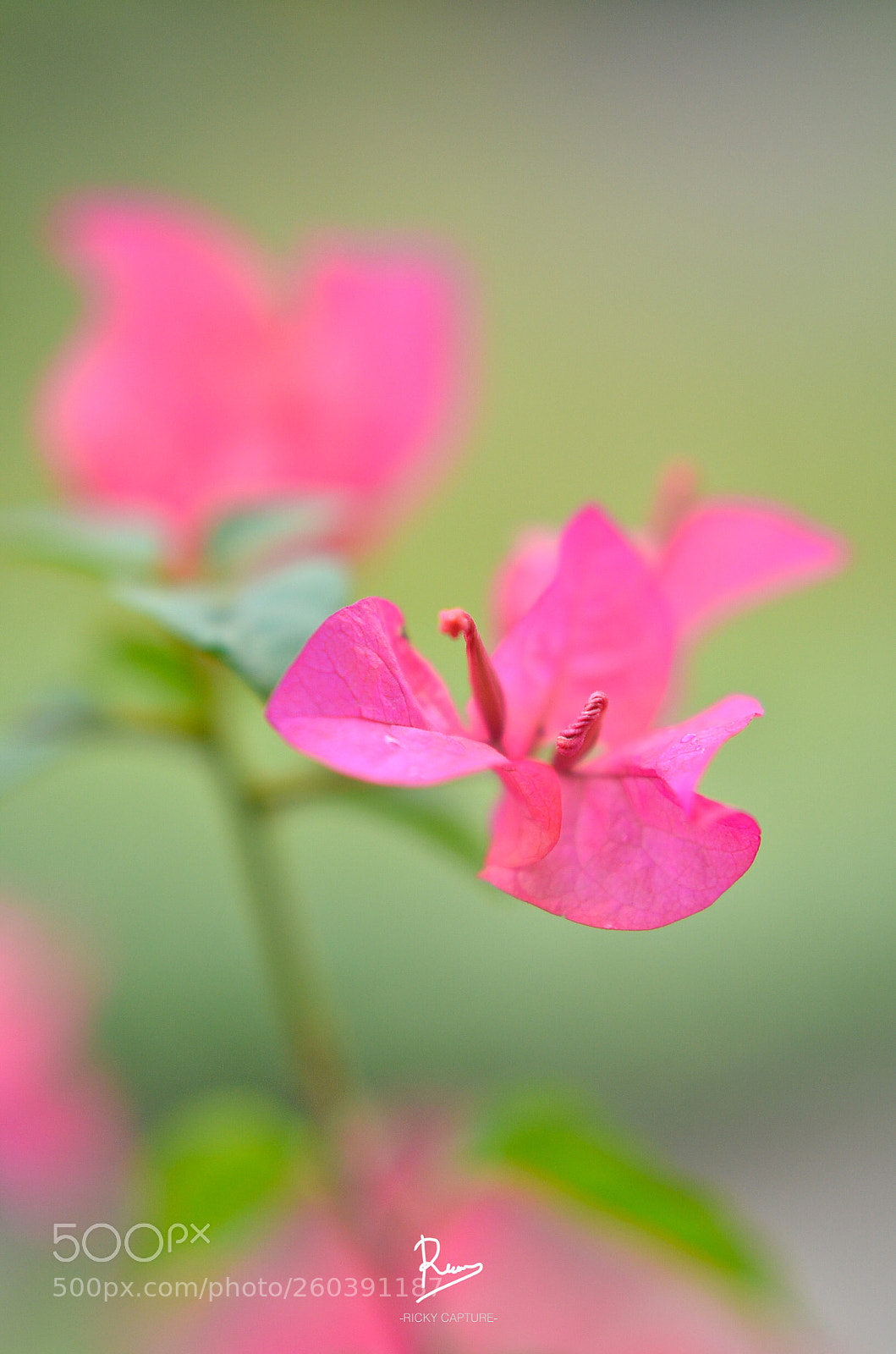 Nikon D7000 sample photo. The beauty one photography