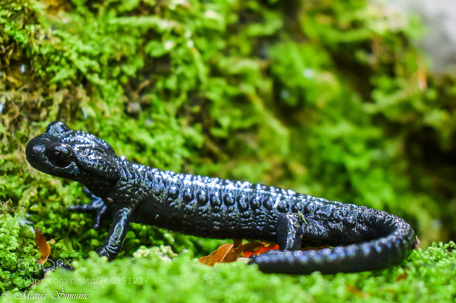 Nikon D5300 sample photo. Black salamander photography