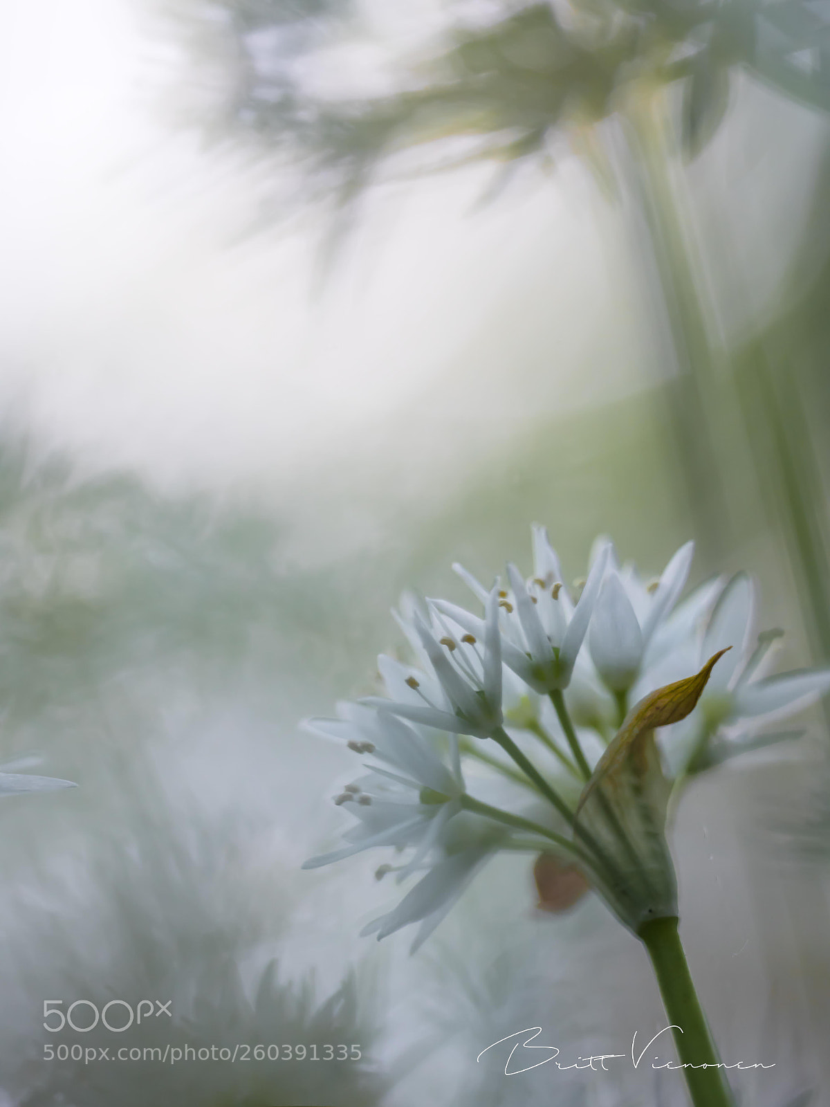 Nikon D750 sample photo. Ramson photography