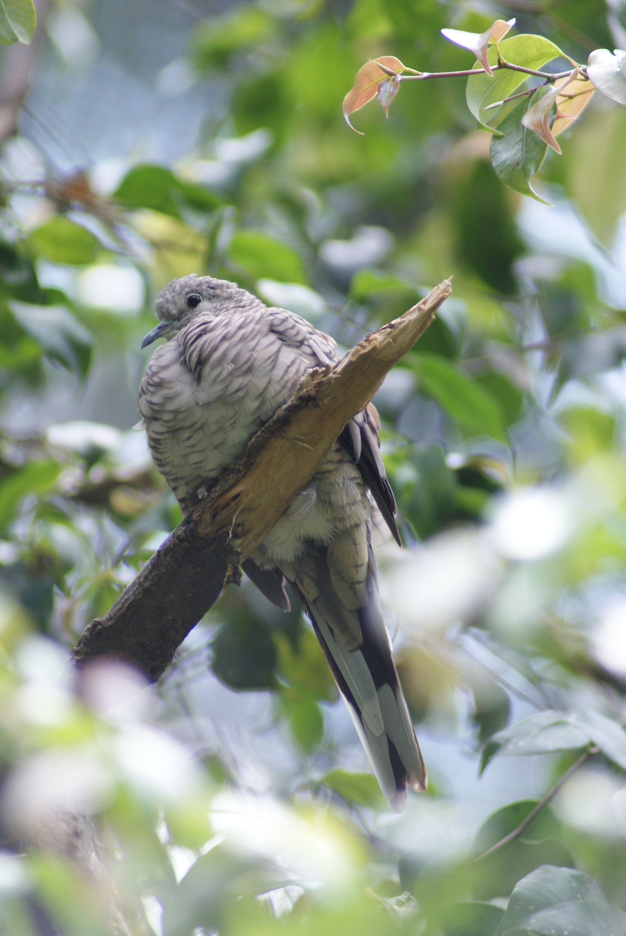 Sony 75-300mm F4.5-5.6 sample photo. Pájaro photography