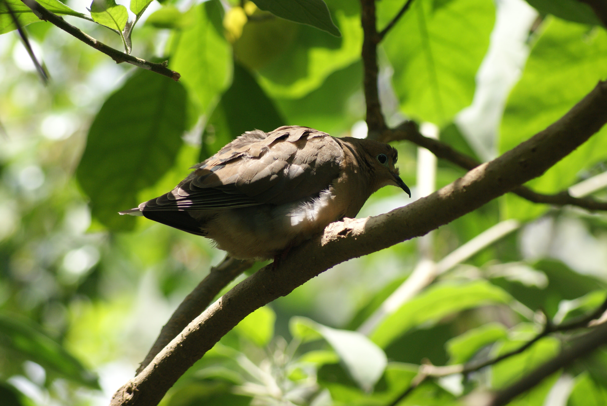 Sony 75-300mm F4.5-5.6 sample photo. Pájaro photography