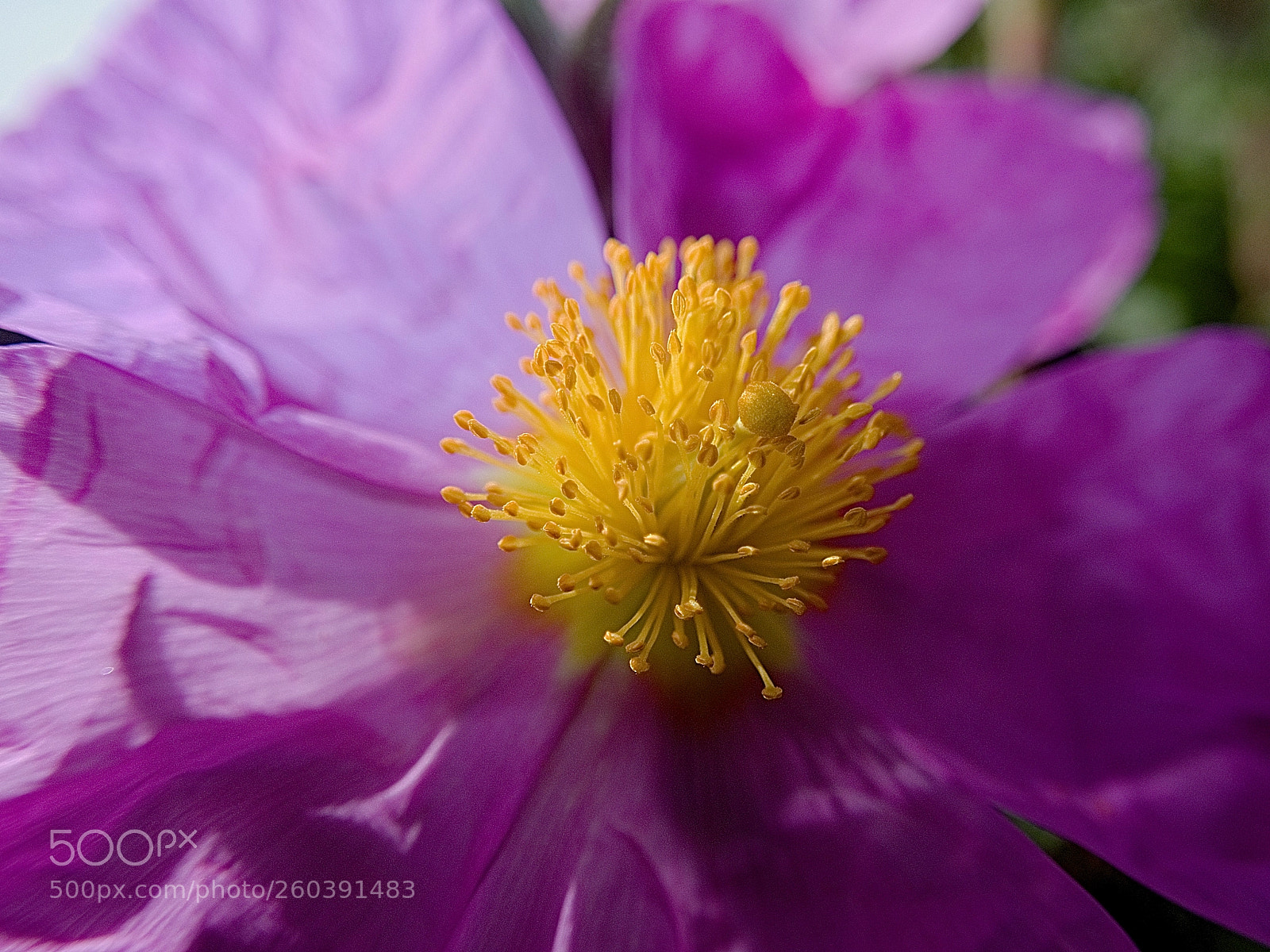 Olympus TG-5 sample photo. Violet cyste photography