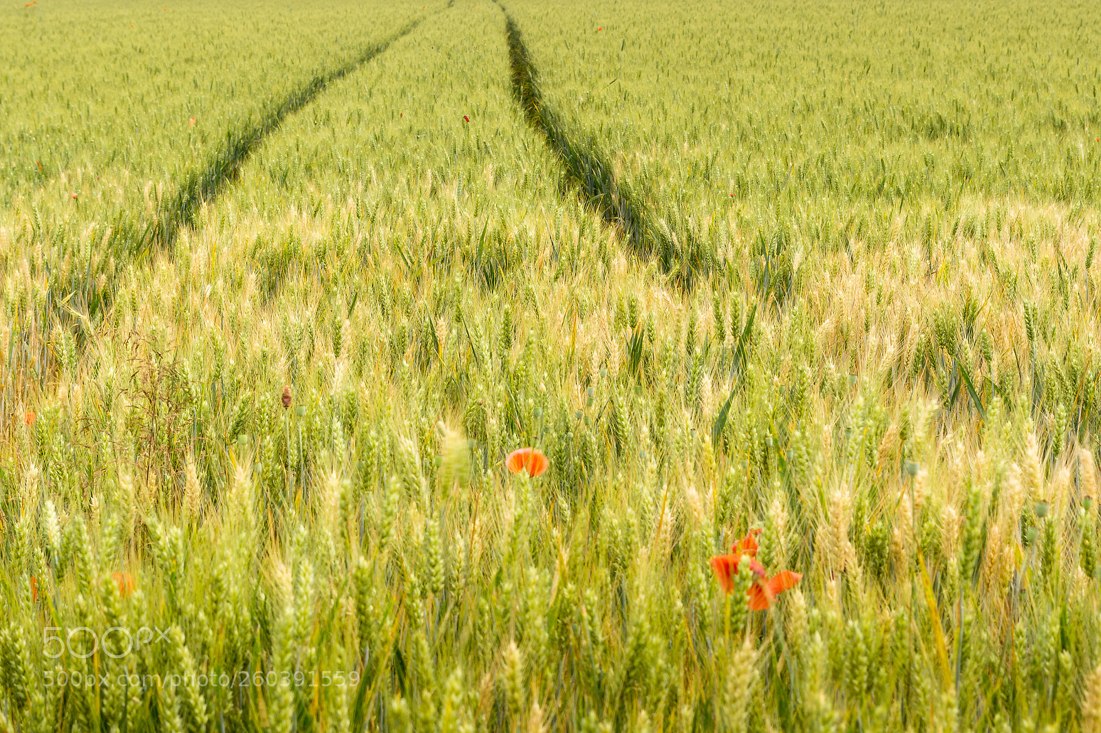 Nikon D7200 sample photo. The path photography