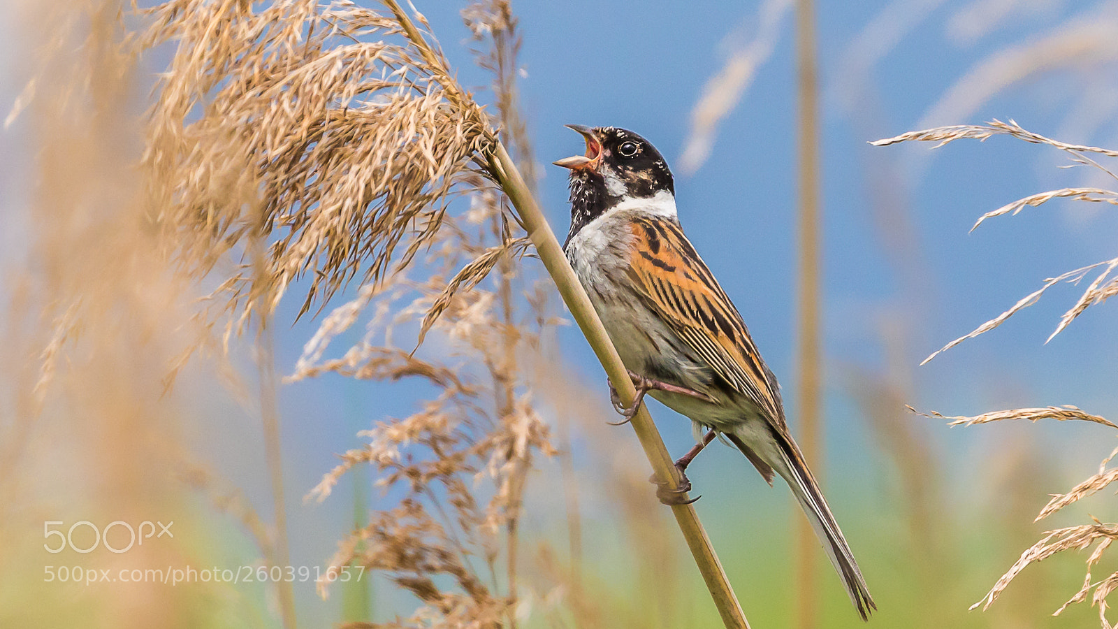 Canon EOS 5D Mark IV sample photo. Reed bunting photography