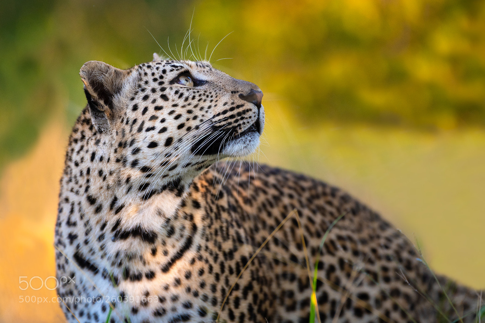Nikon D810 sample photo. Autumn leopard photography