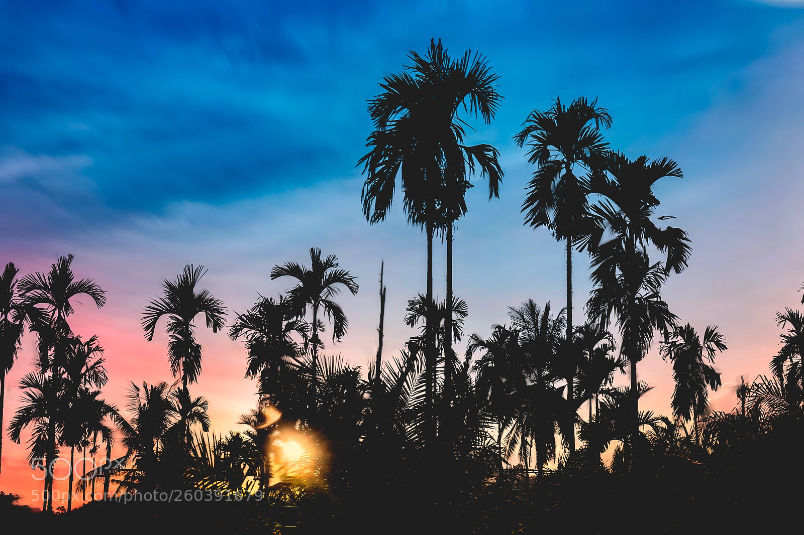 Sony a7 III sample photo. Sunset behind palm trees photography