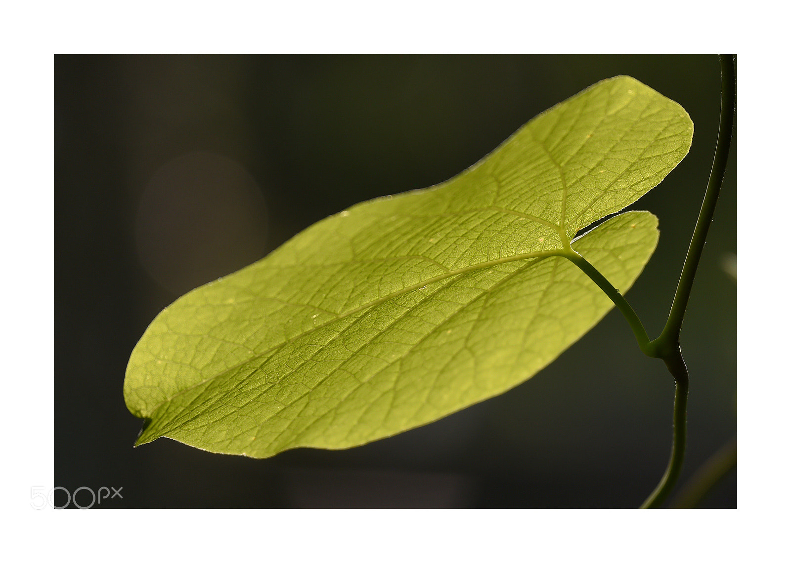Nikon D4S sample photo. Gegenlicht photography
