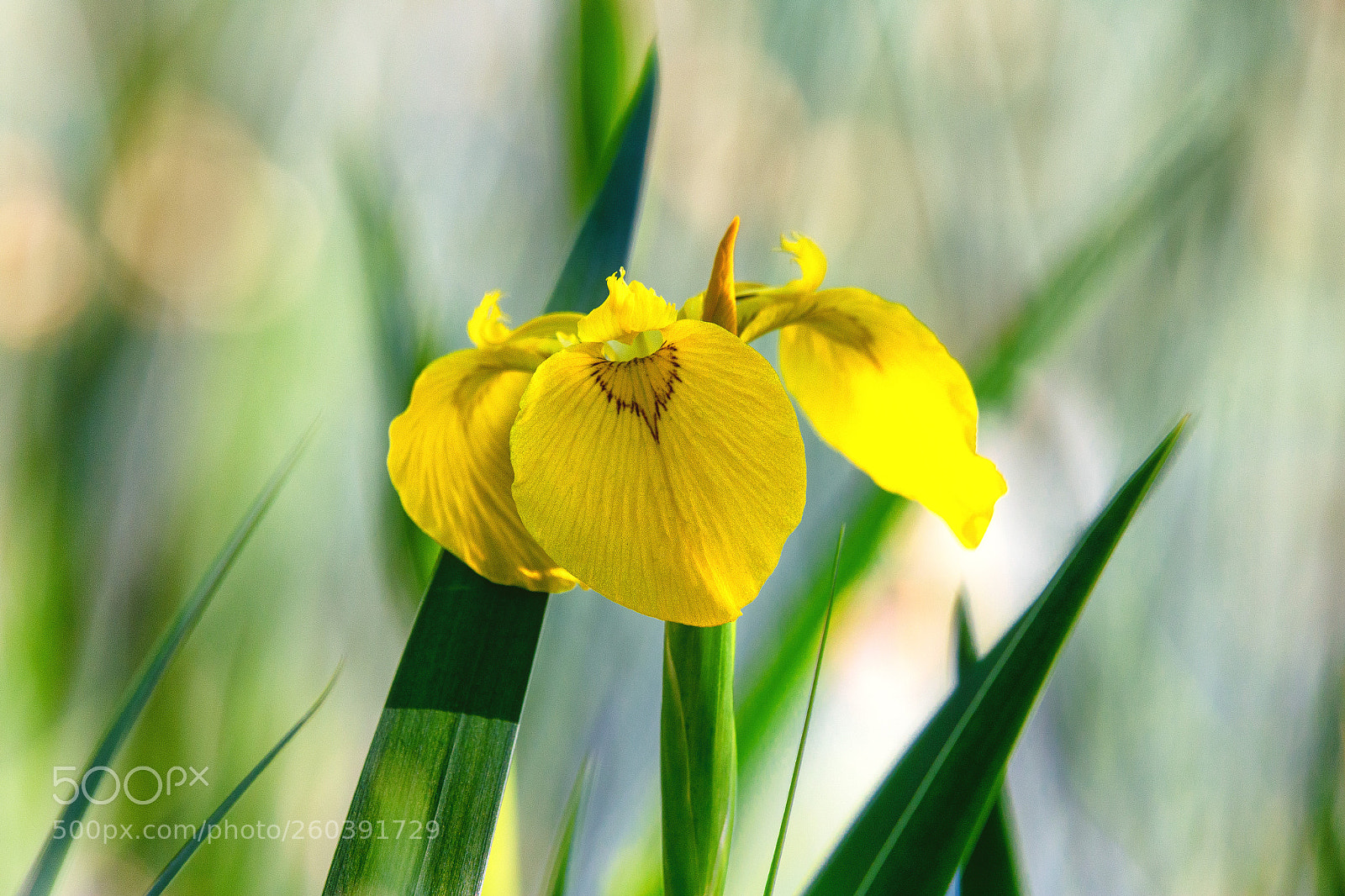 Canon EOS 6D sample photo. Yellow photography