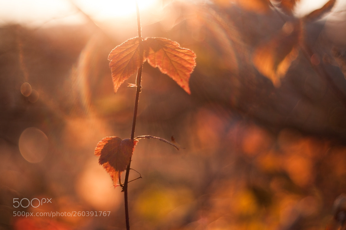 Canon EOS 40D sample photo. Whiff of autumn photography