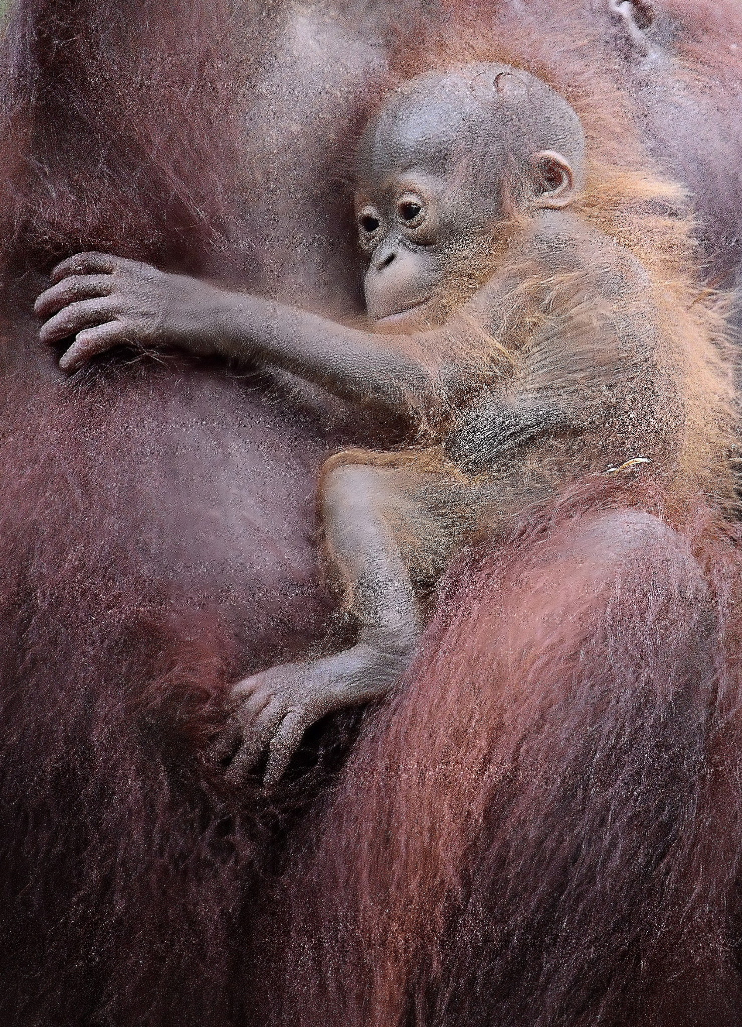 Nikon D5100 sample photo. Orangután en borneo photography